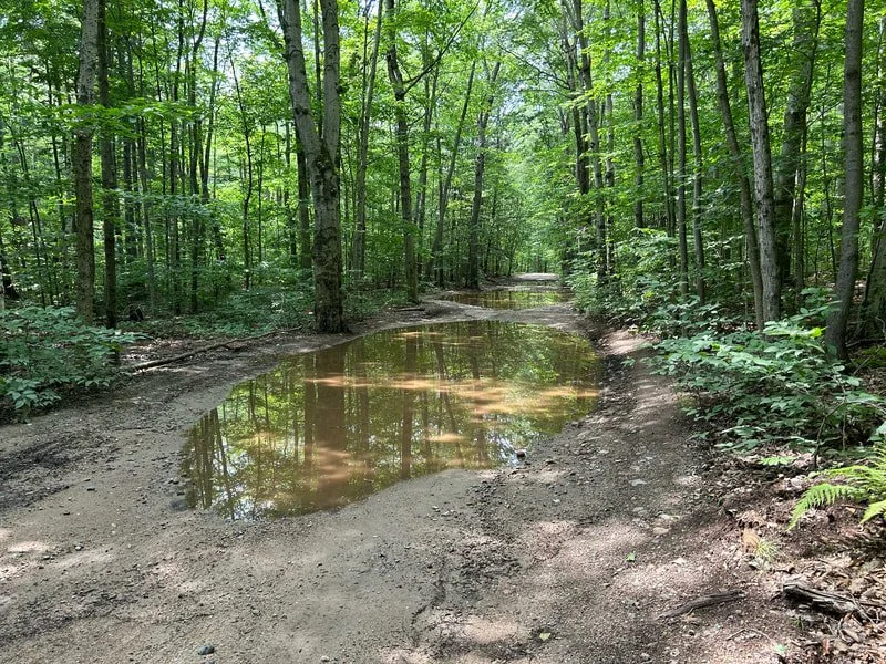 ​Dear Dear Hogan Road: