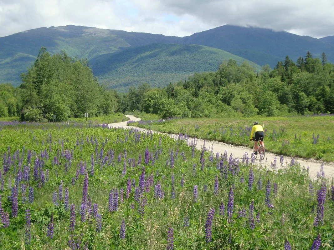 Lupines along Valley Road, Jefferson. This area inspired the logo for the Cross NH Adventure Trail
