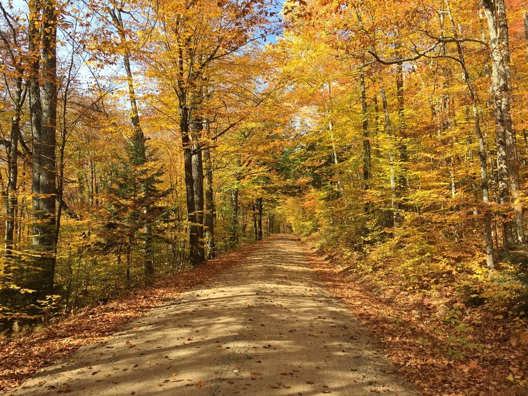 A dirt road winding through a forest with trees displaying fall foliage in shades of orange, yellow, and green.