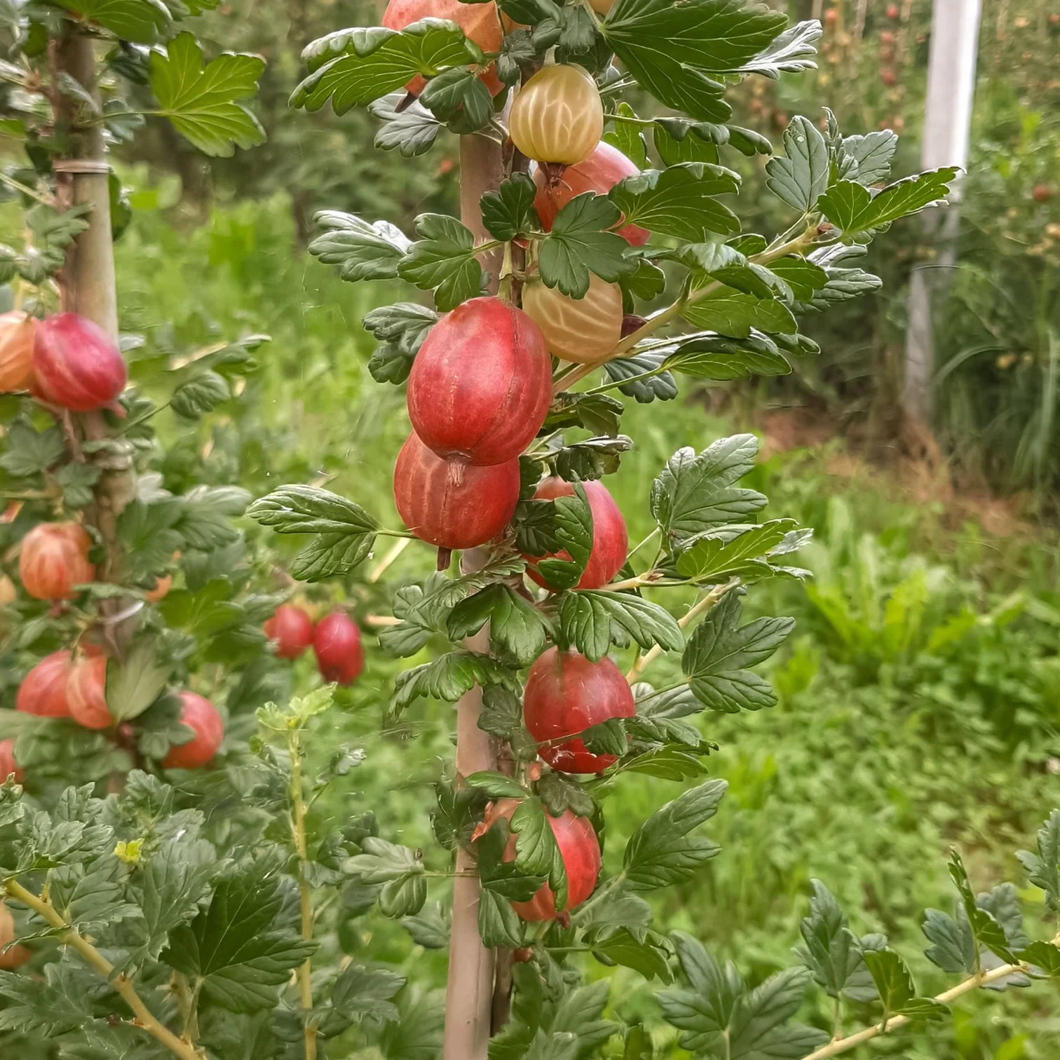 Schmackhafte Stachelbeeren von Obst- und Weinbau Zotter, an einer Pflanze, umgeben von grünen Blättern, im Garten.