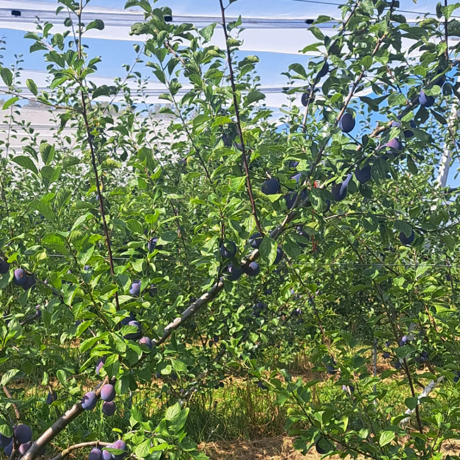Schmackhafte Zwetschken von Obstbau Zotter in der Erntezeit.