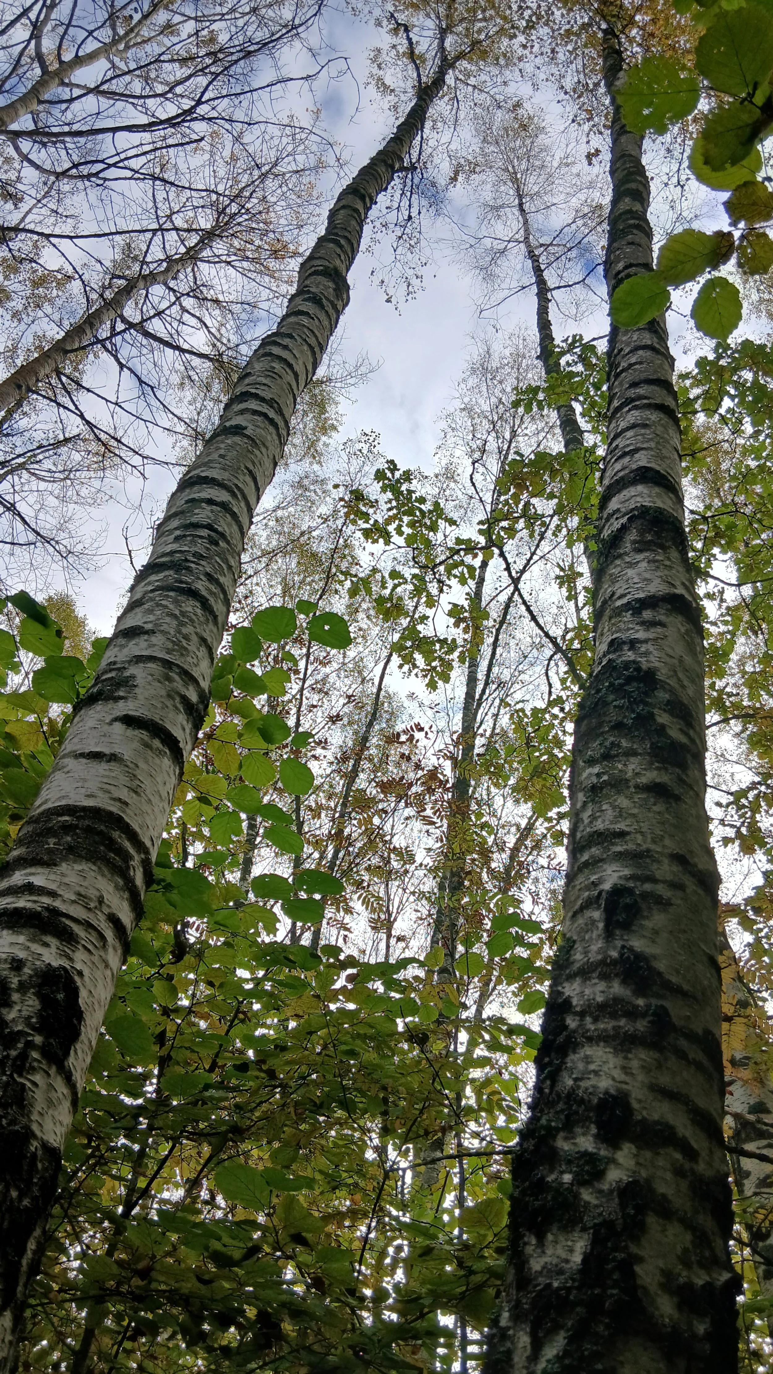 Skats uz augstiem bērziem ar baltu mizu un zaļām lapām, zaļiem zariem apakšā. Apmākušās debesis ar mākoņiem.