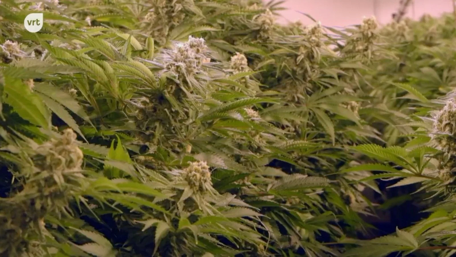 A documentary by Daniel Demoustier and Laura Niclaes for VRT Pano investigating the potential beneficial effects of Cannabis for medicinal applications.