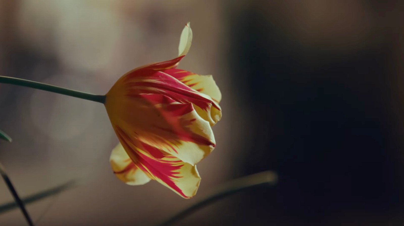 ‘DELICIAE MEAE’   from the album ‘Flamma Flamma - The Fire Requiem’. Camera & photography: Daniel Demoustier