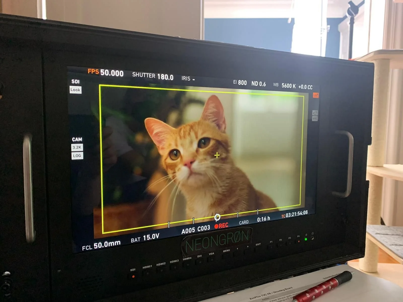 Ein Monitor zeigt ein Bild eines orange-getigerten Katers mit grünen Augen.