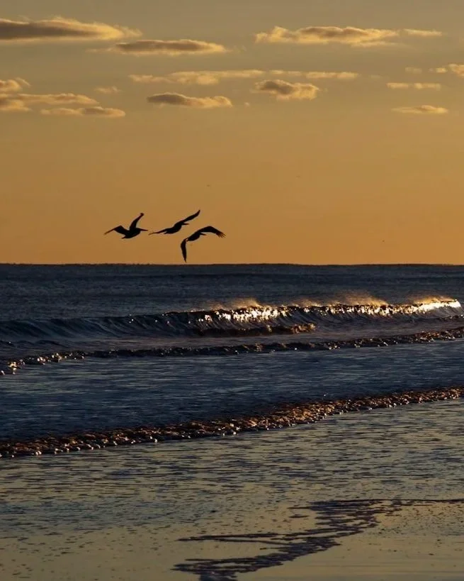 Three birds flying over the ocean during sunset with gentle waves reflecting the sky.