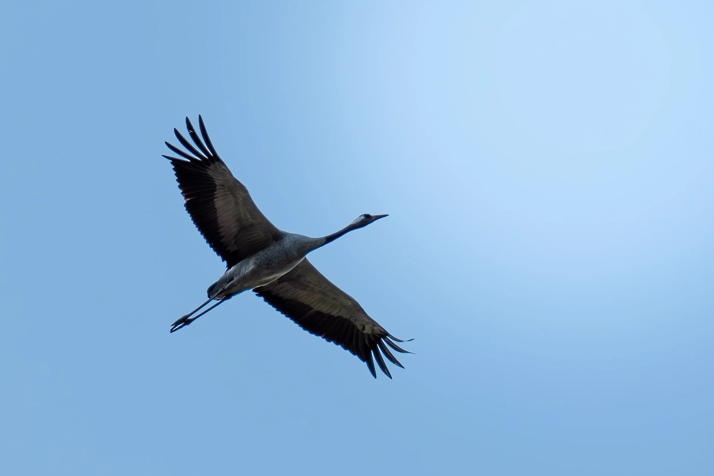 P1112471-Avec accentuation-Bruit-67.jpg