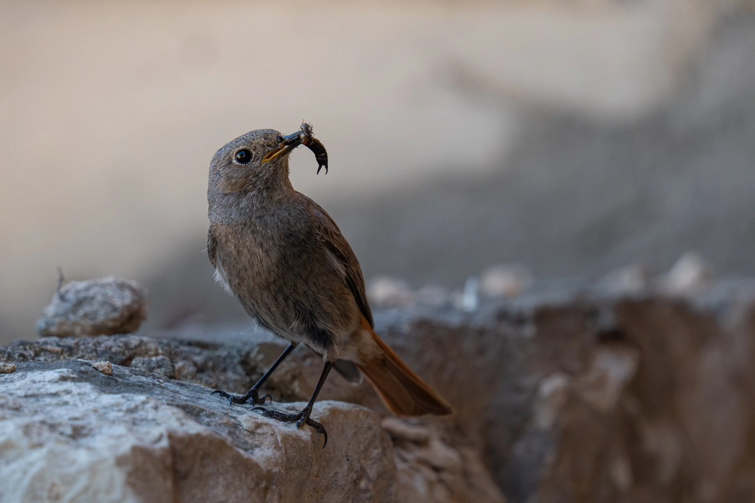 P1043029-Avec accentuation-Bruit-10.jpg