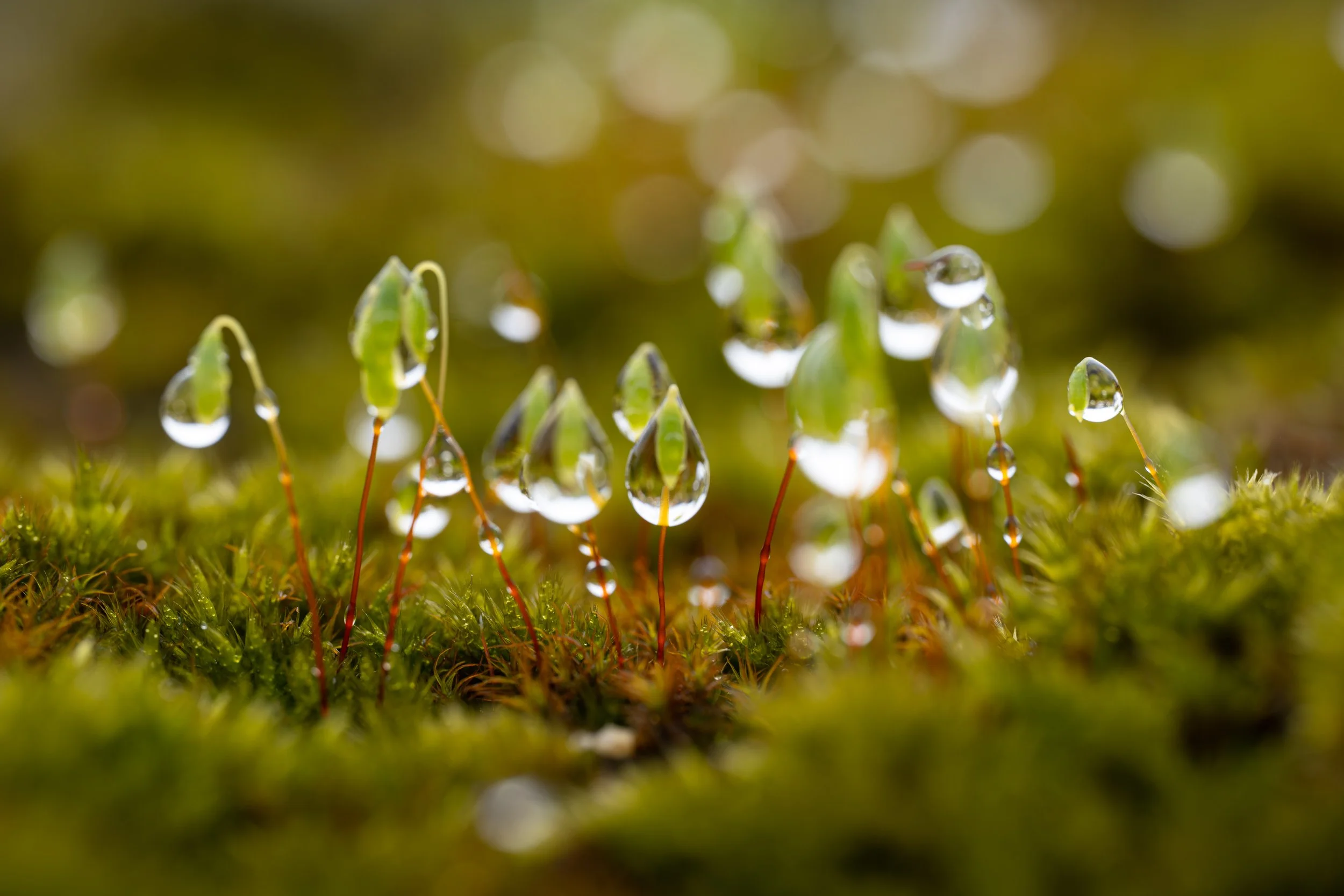 Gouttes - Route de Clan.jpg