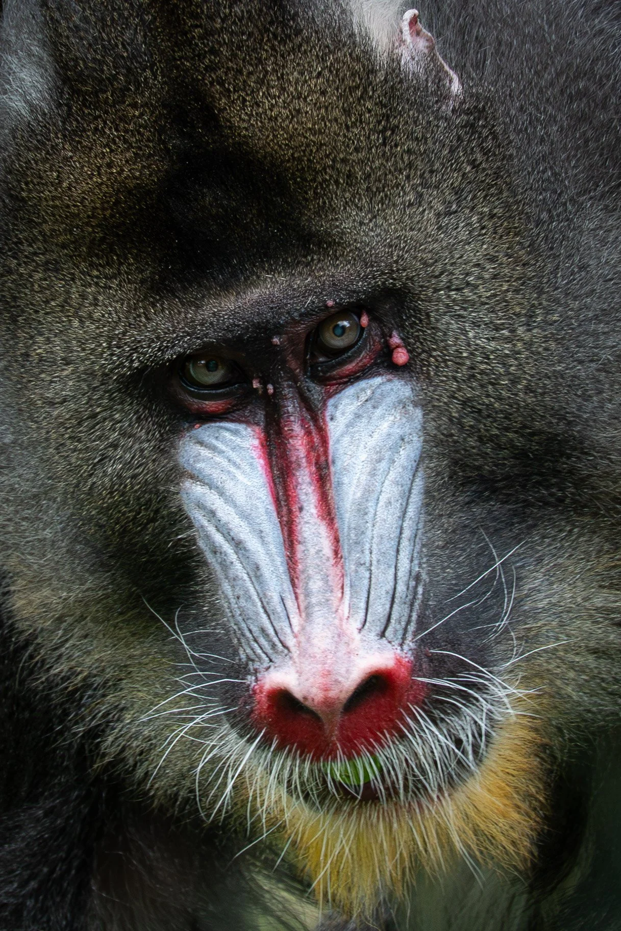 Gros plan d'une face de mandrill, avec des détails de sa peau colorée et ses yeux.