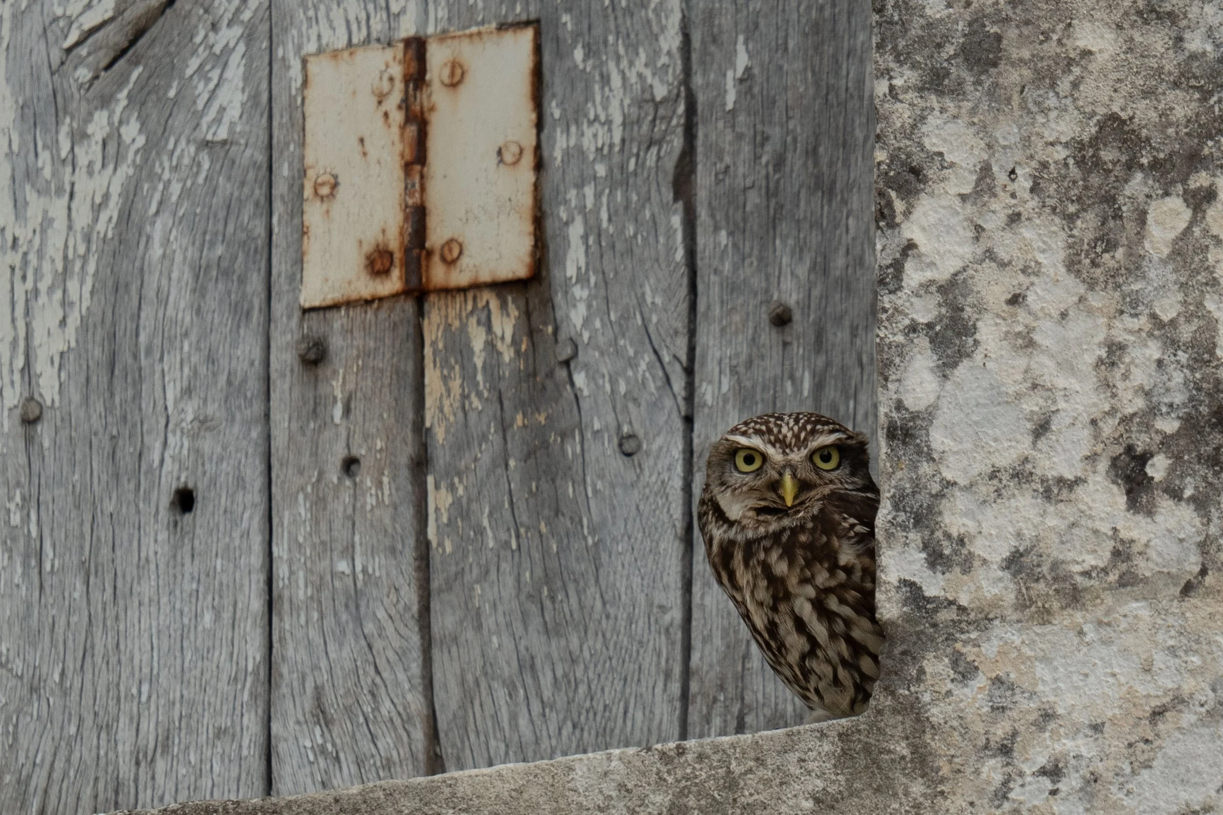 Chevêche d'Athéna - Bâtisse Jardins du Pigeonnier.jpg