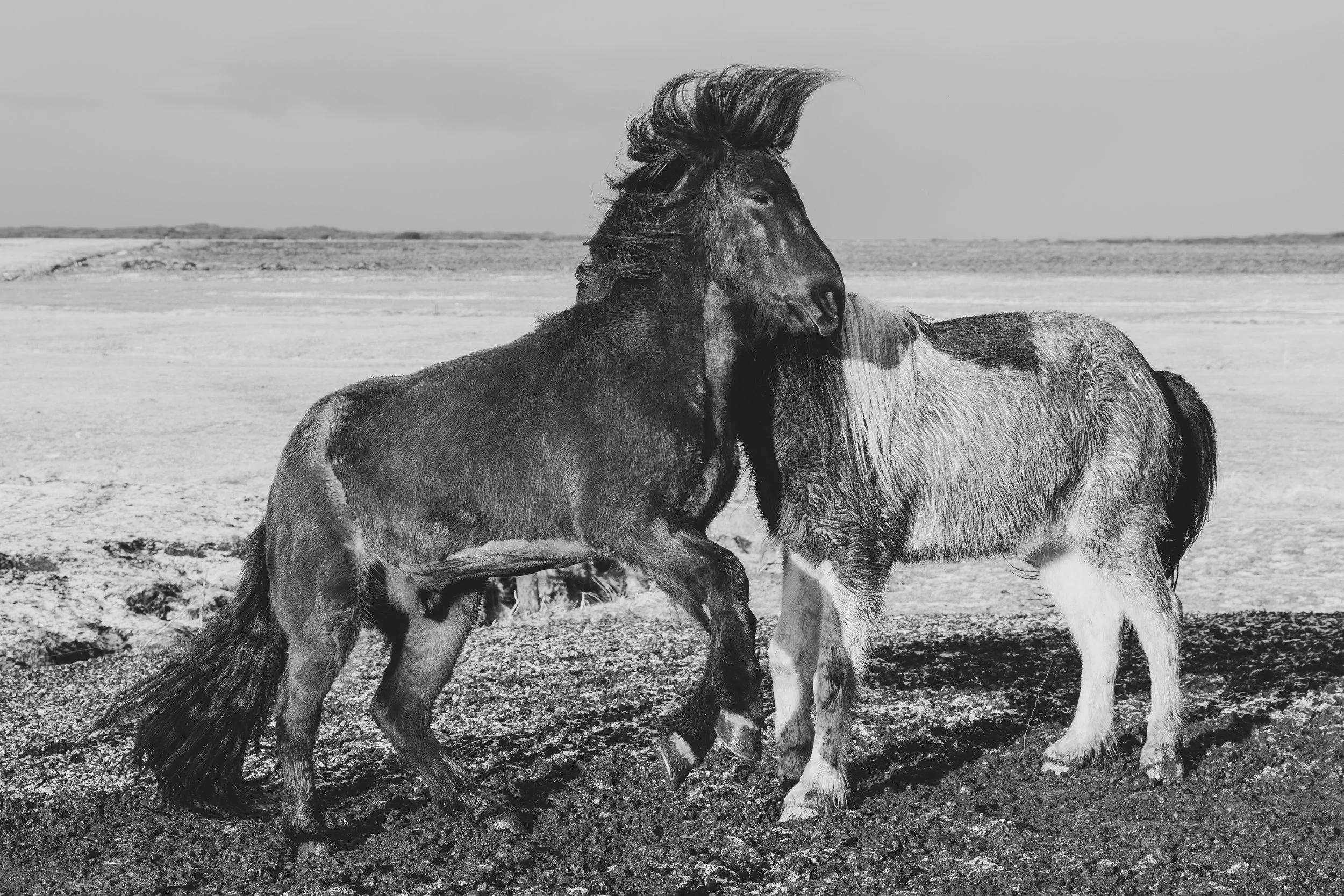 P1272676-Avec accentuation-Bruit-1.jpg