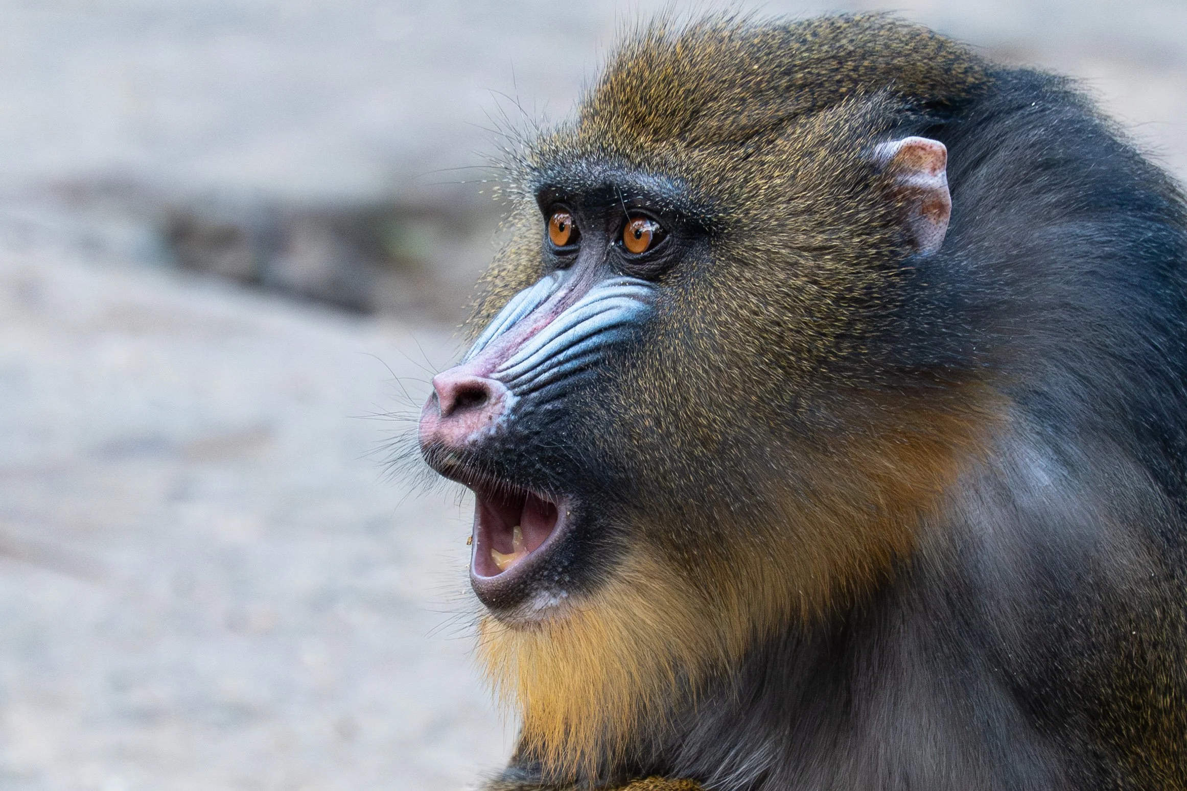 P1090184-Avec accentuation-Bruit-43.jpg