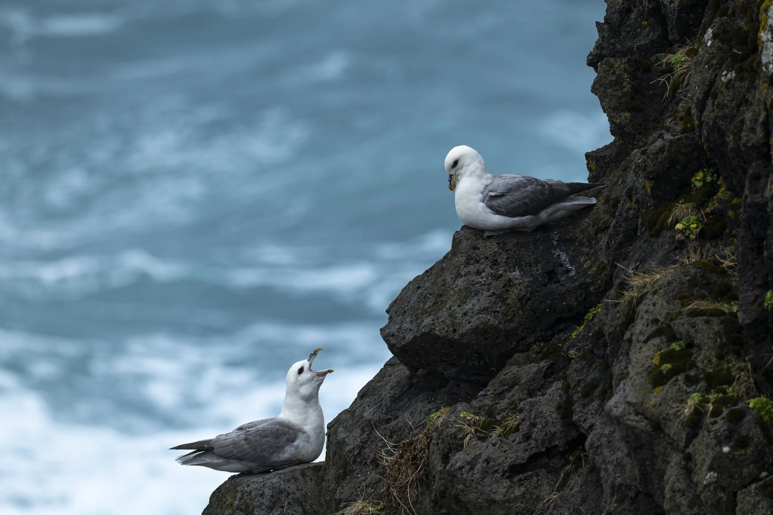 7 - Prise de Bec.jpg