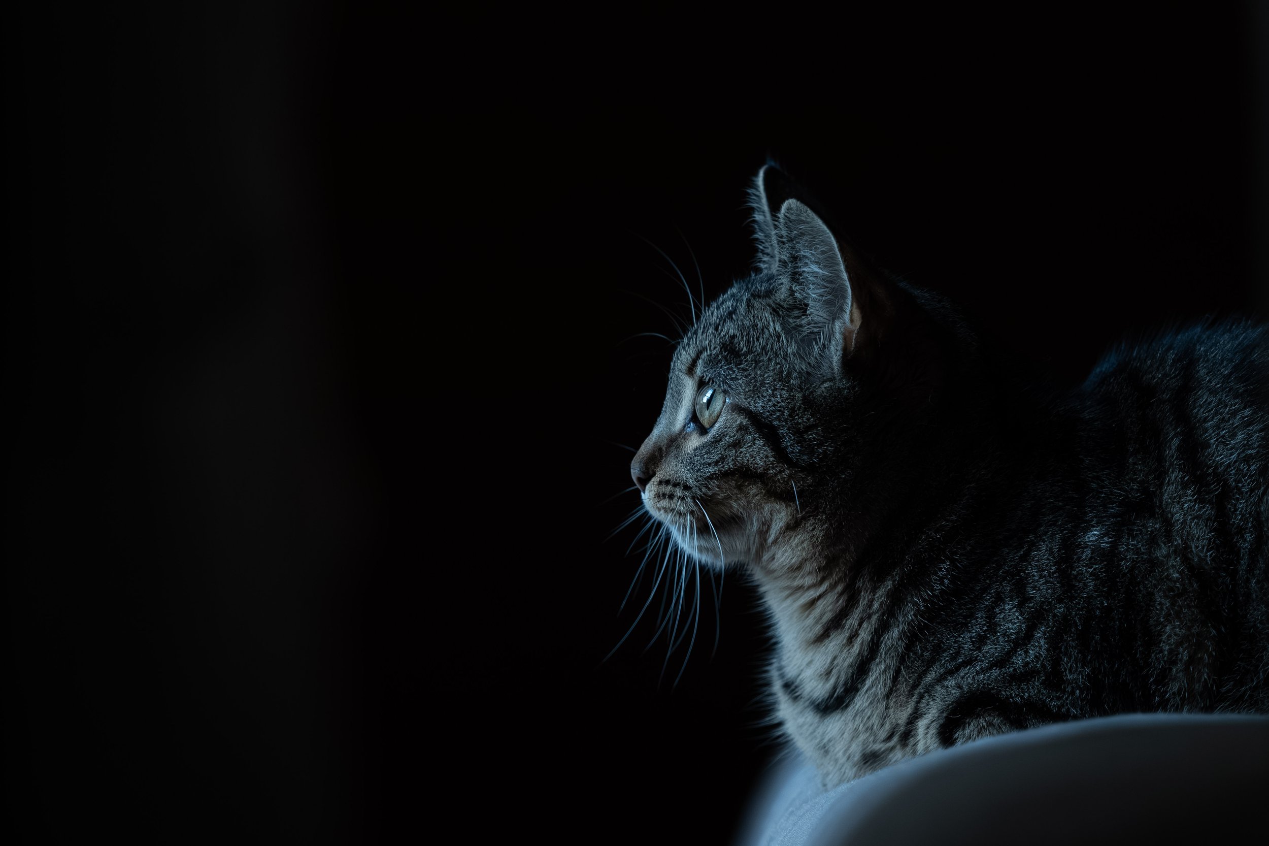 Animaux de Compagnie