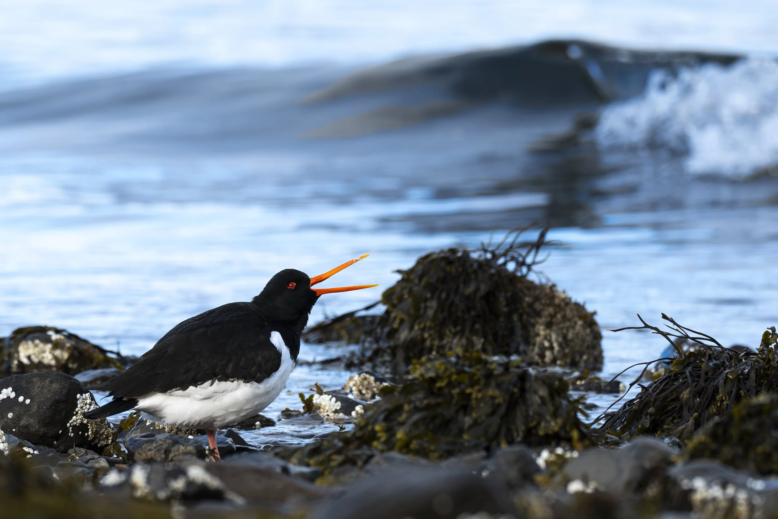 8 - Oyster Catcher.jpg