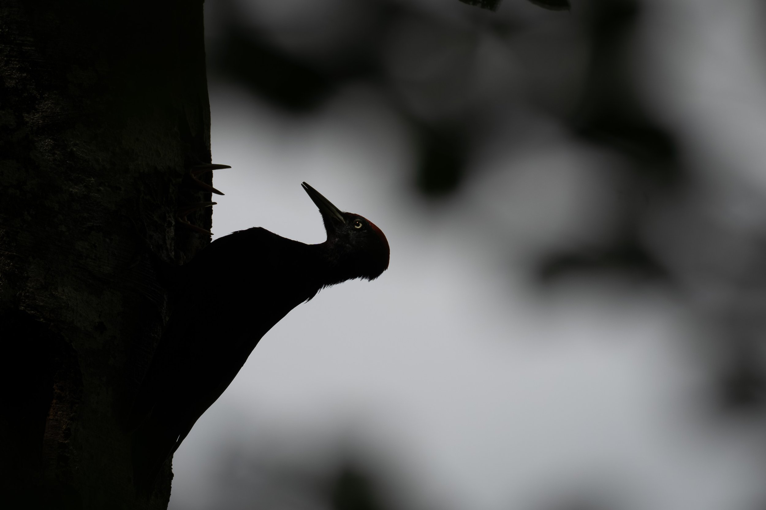 P1022838-1.jpg