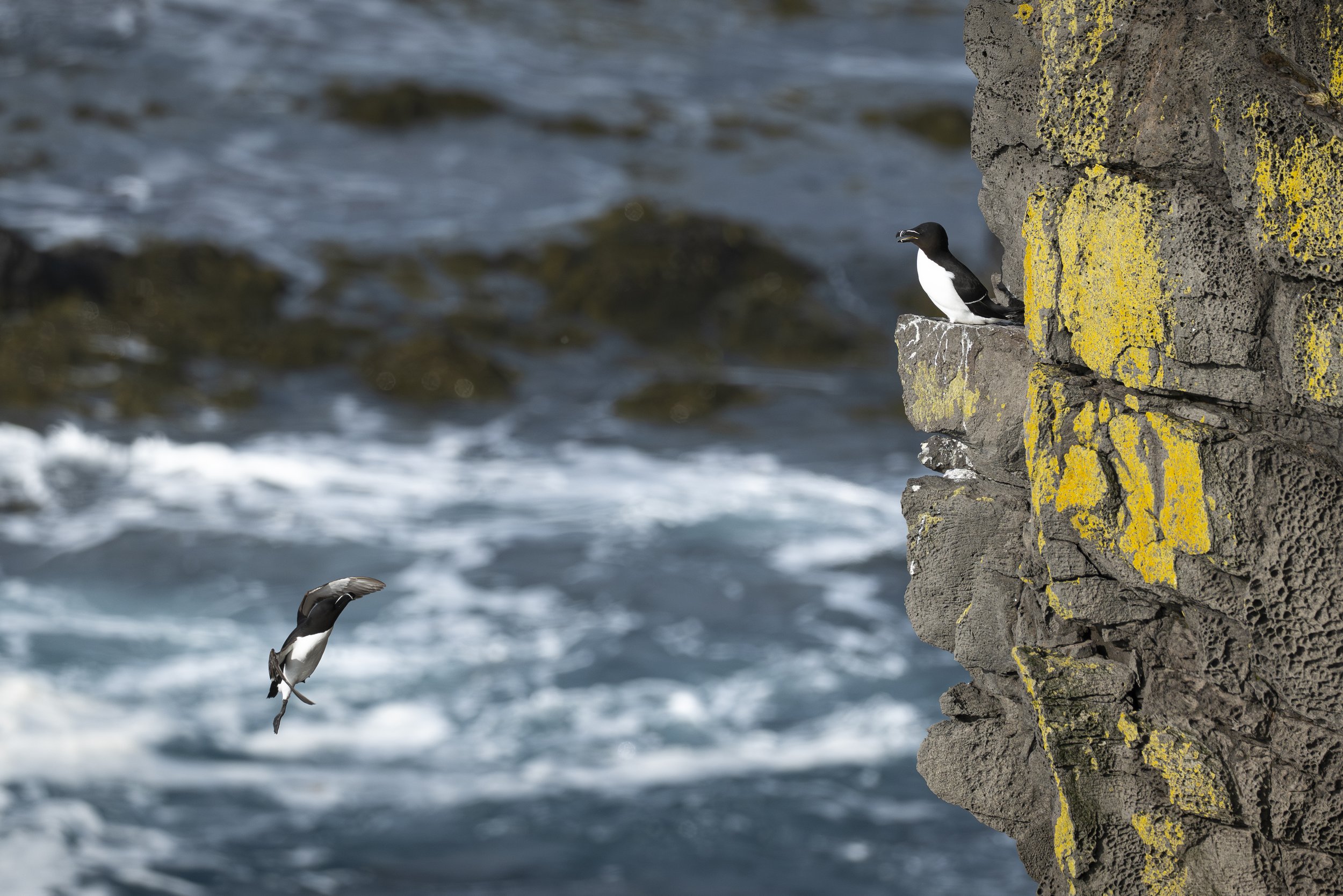 13 - Razorbill Coming Home.jpg