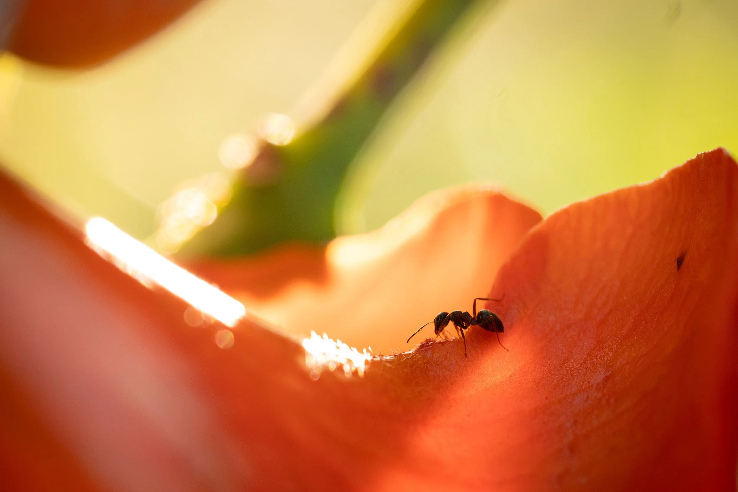 P1203157-Avec accentuation-Bruit-87.jpg