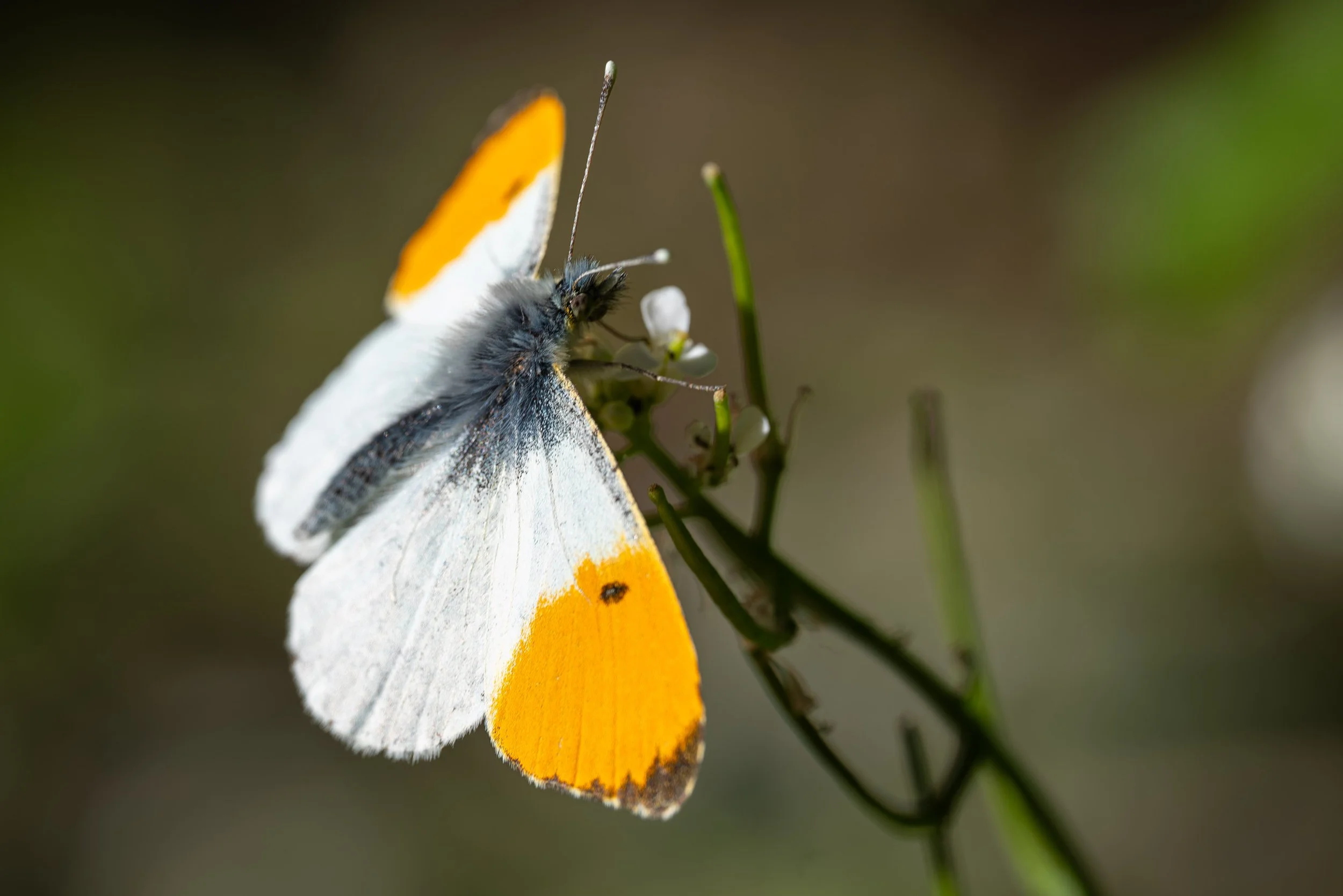 P1032949-Avec accentuation-Bruit-9.jpg