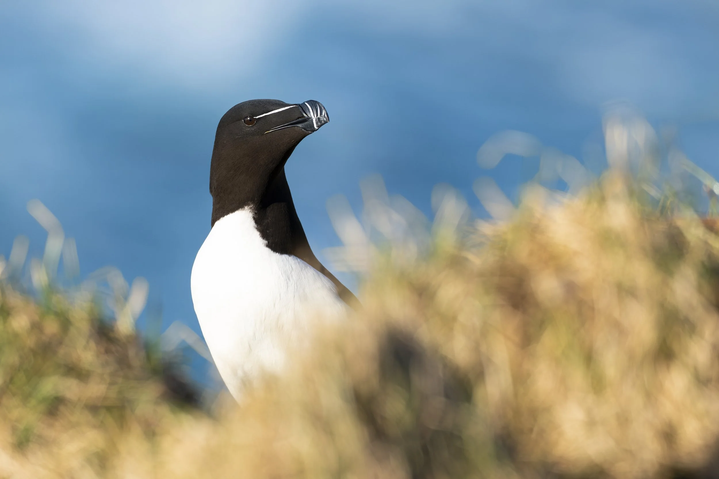 1 - Razorbill Portrait.jpg