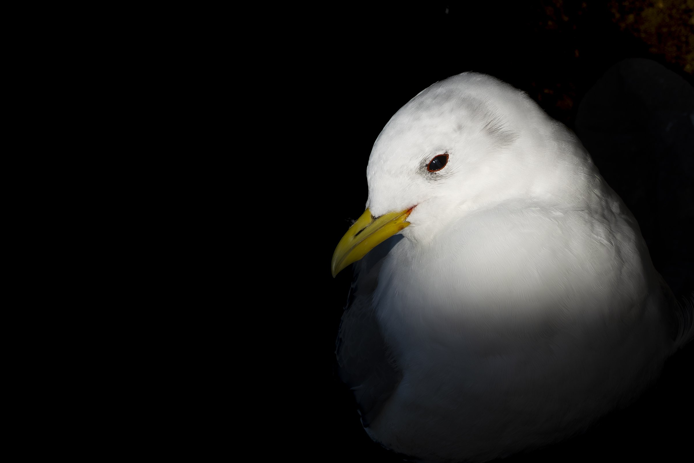 18 - Gull Portrait.jpg
