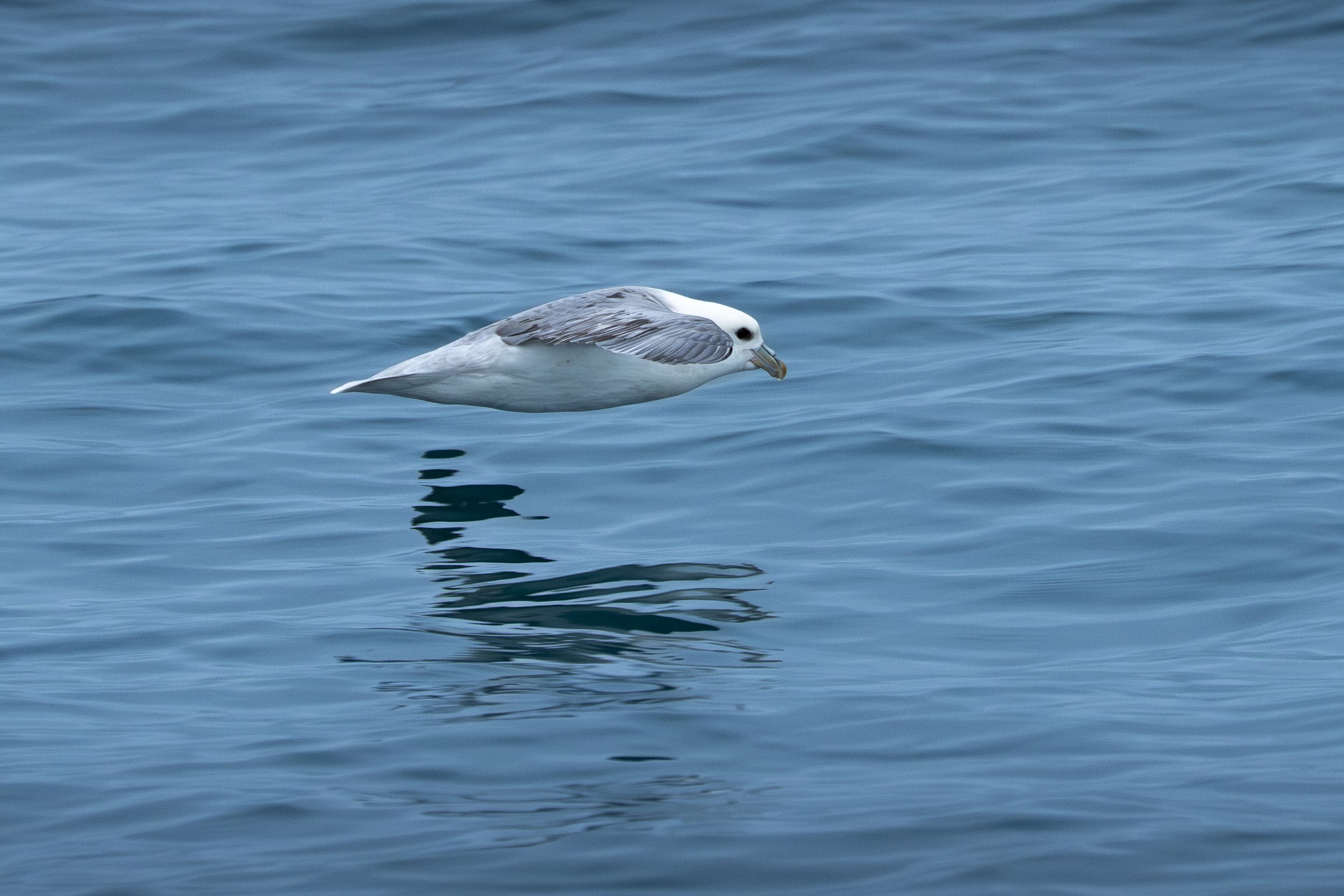 5 - Fulmar in Flight.jpg