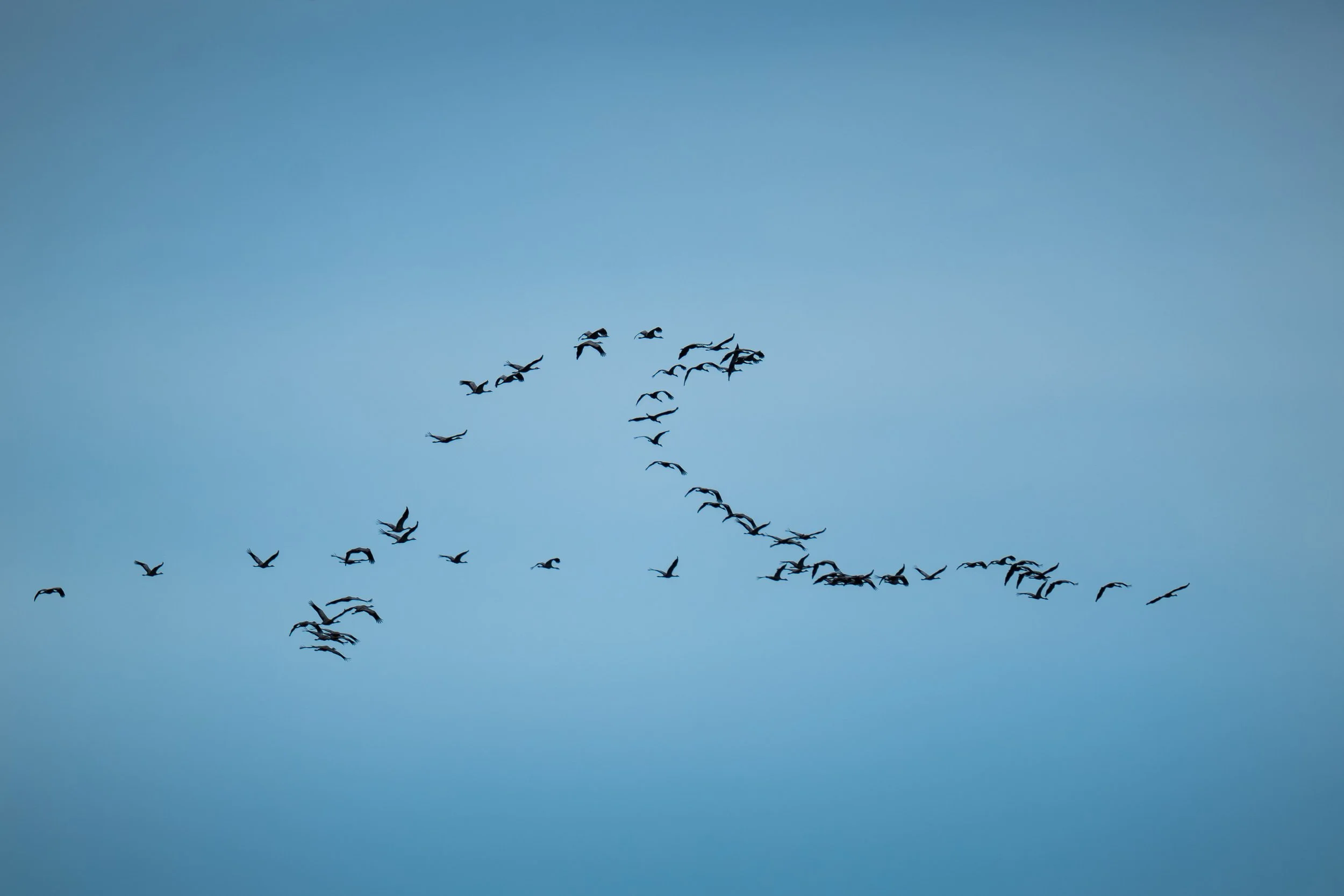 P1112509-Avec accentuation-Bruit-68.jpg