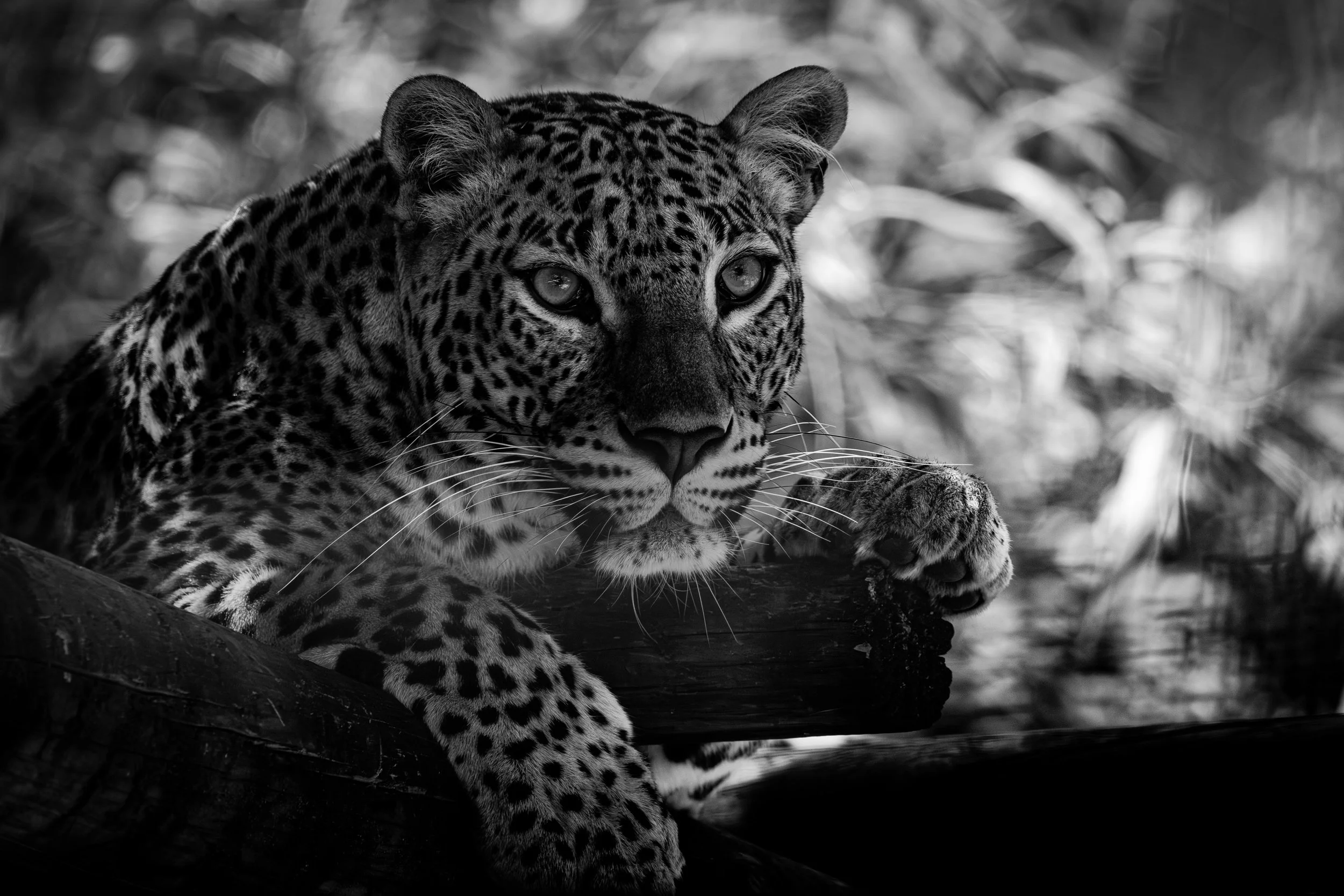 P1169743-Avec accentuation-Bruit-32.jpg