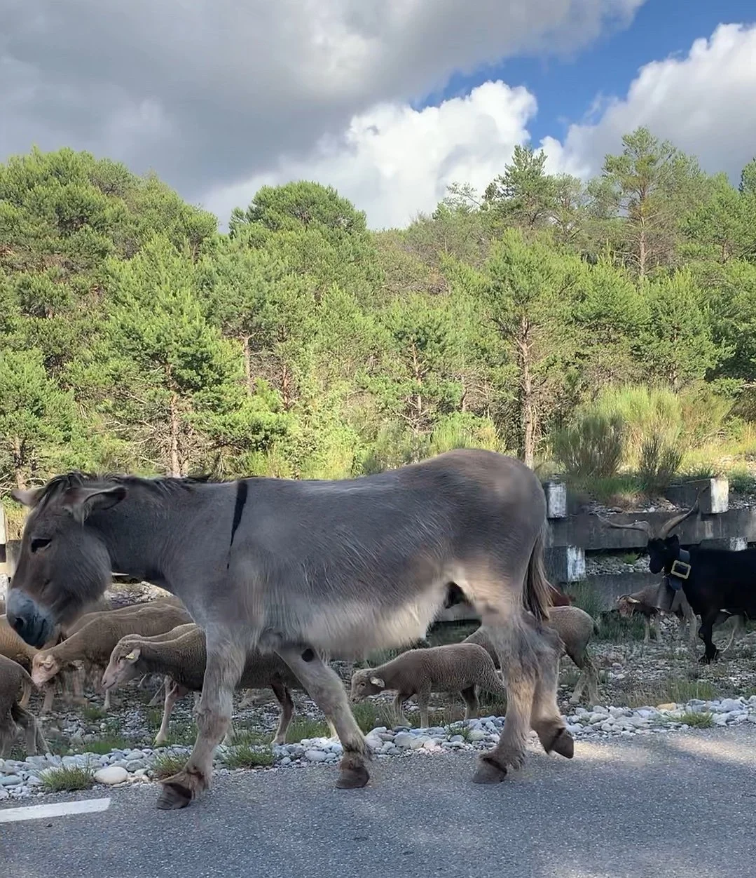 sheep crossing-verdon gorge.jpg