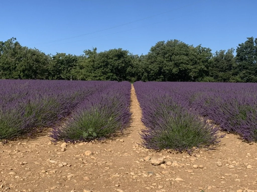 A sunny lavender field in bloom in Provence, France.