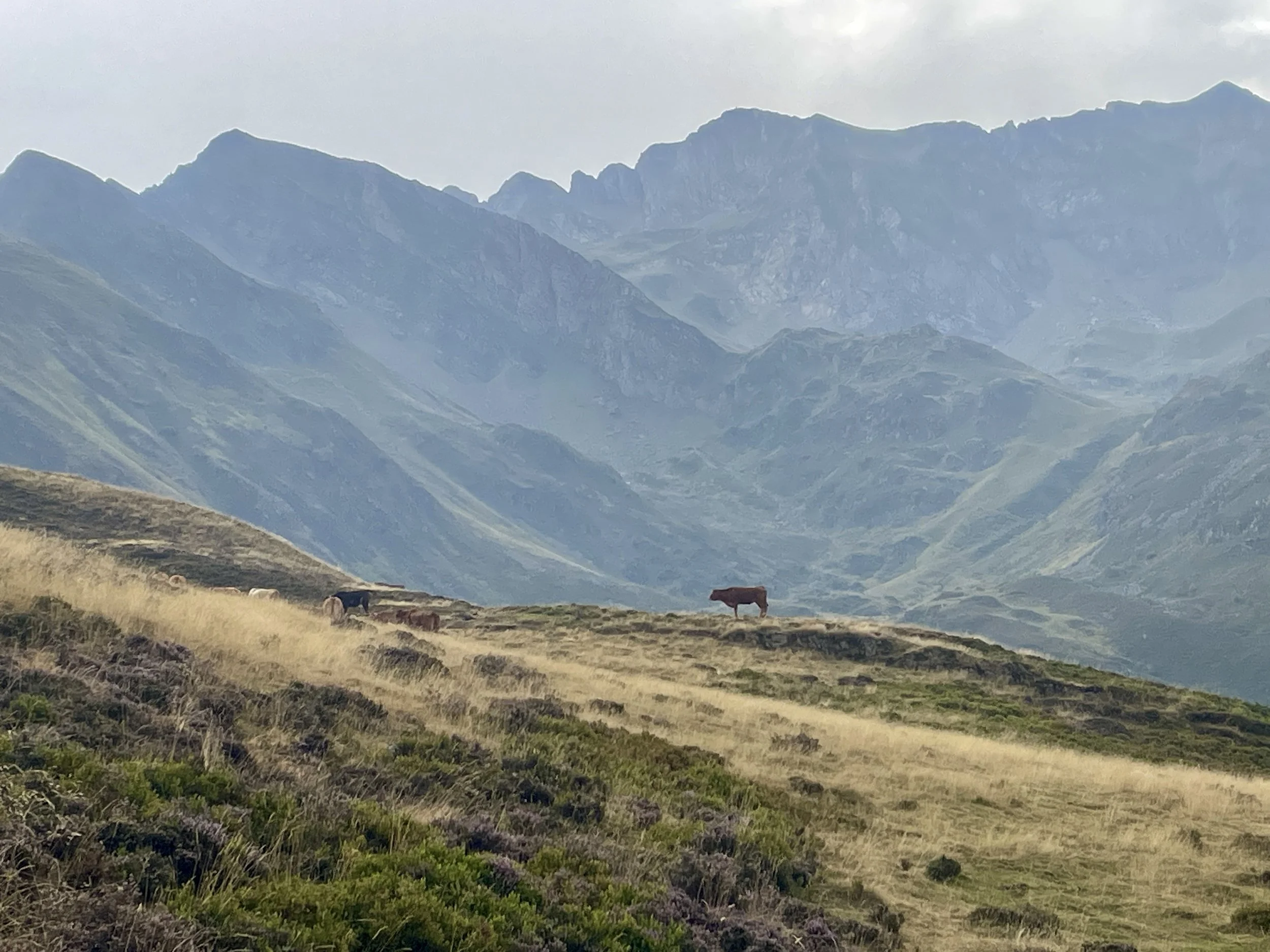 Expansive mountain views from a hike near Hautecam in the Pyrenees that feature a herd of cows.