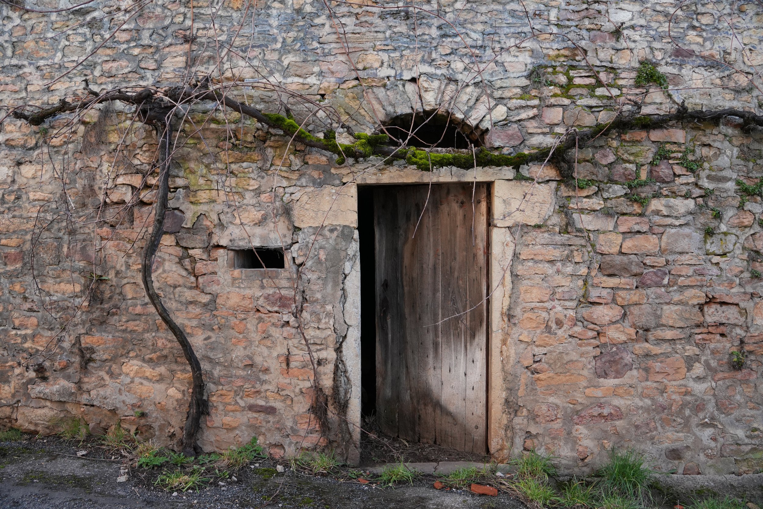 A chateau wall and wooden door surrounded by a crawling tree.