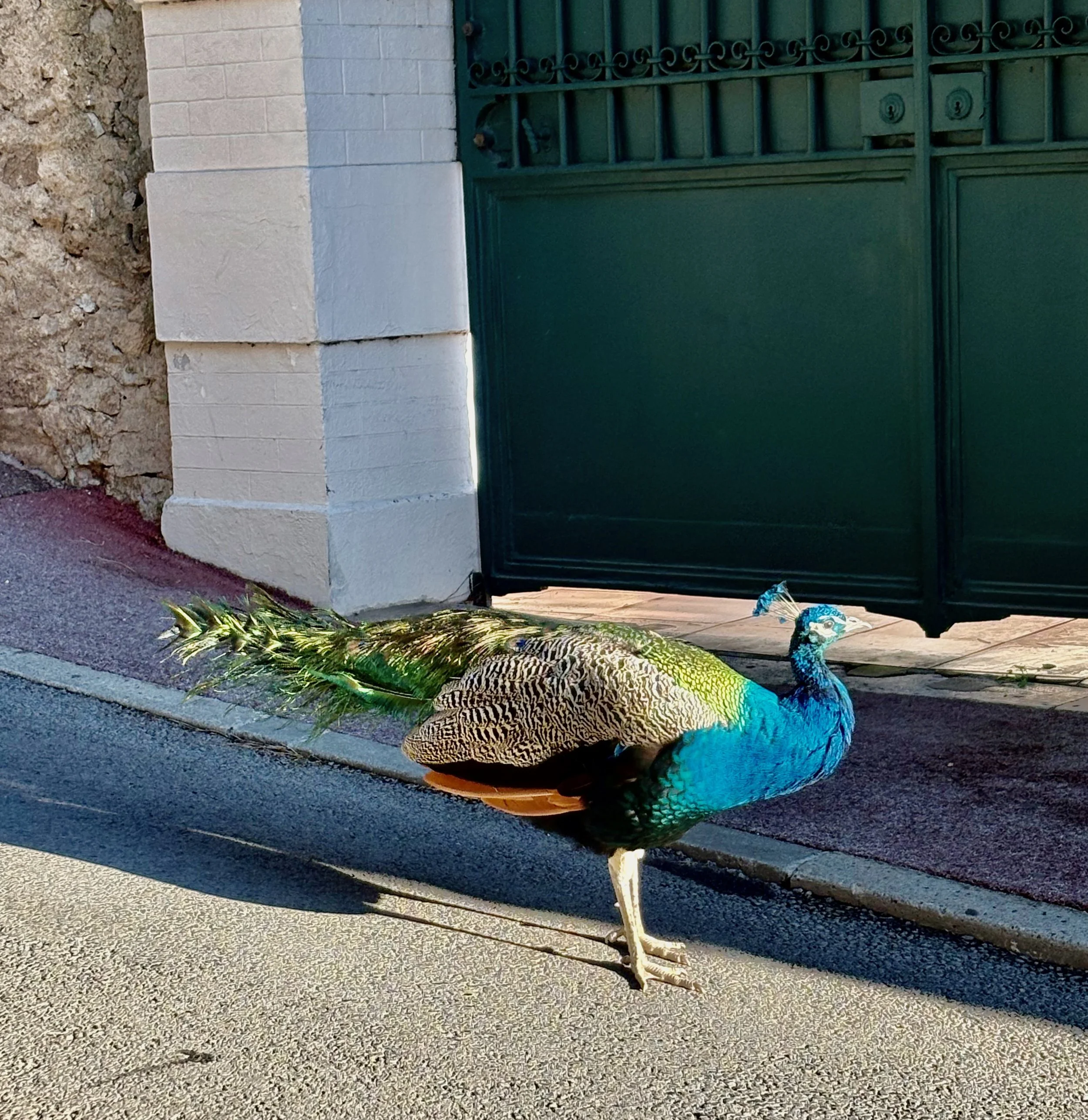 A St. Tropez peacock.