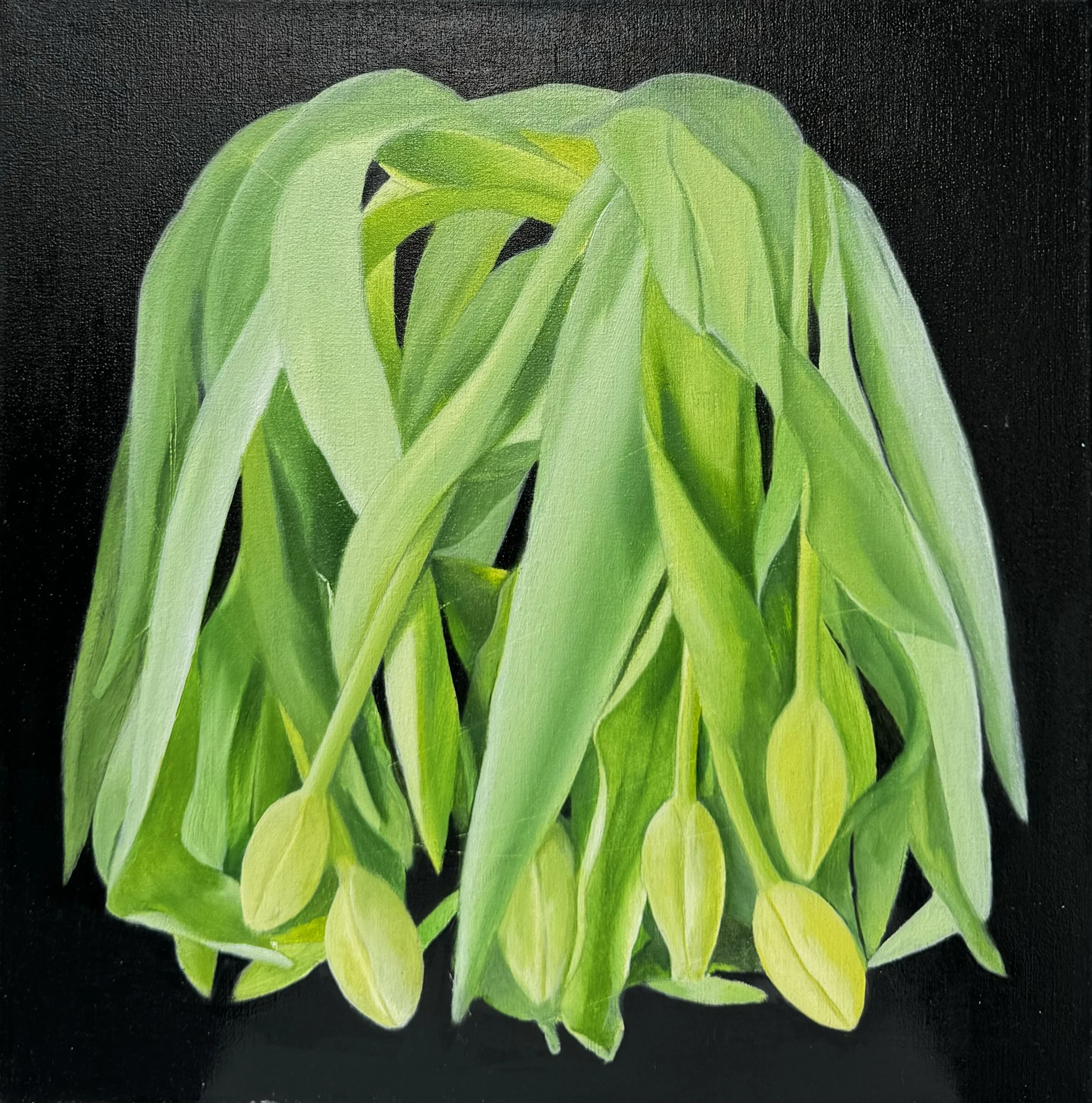 "Yellow tulips fading" | oil on canvas | 50 x 50 cm (2025)
