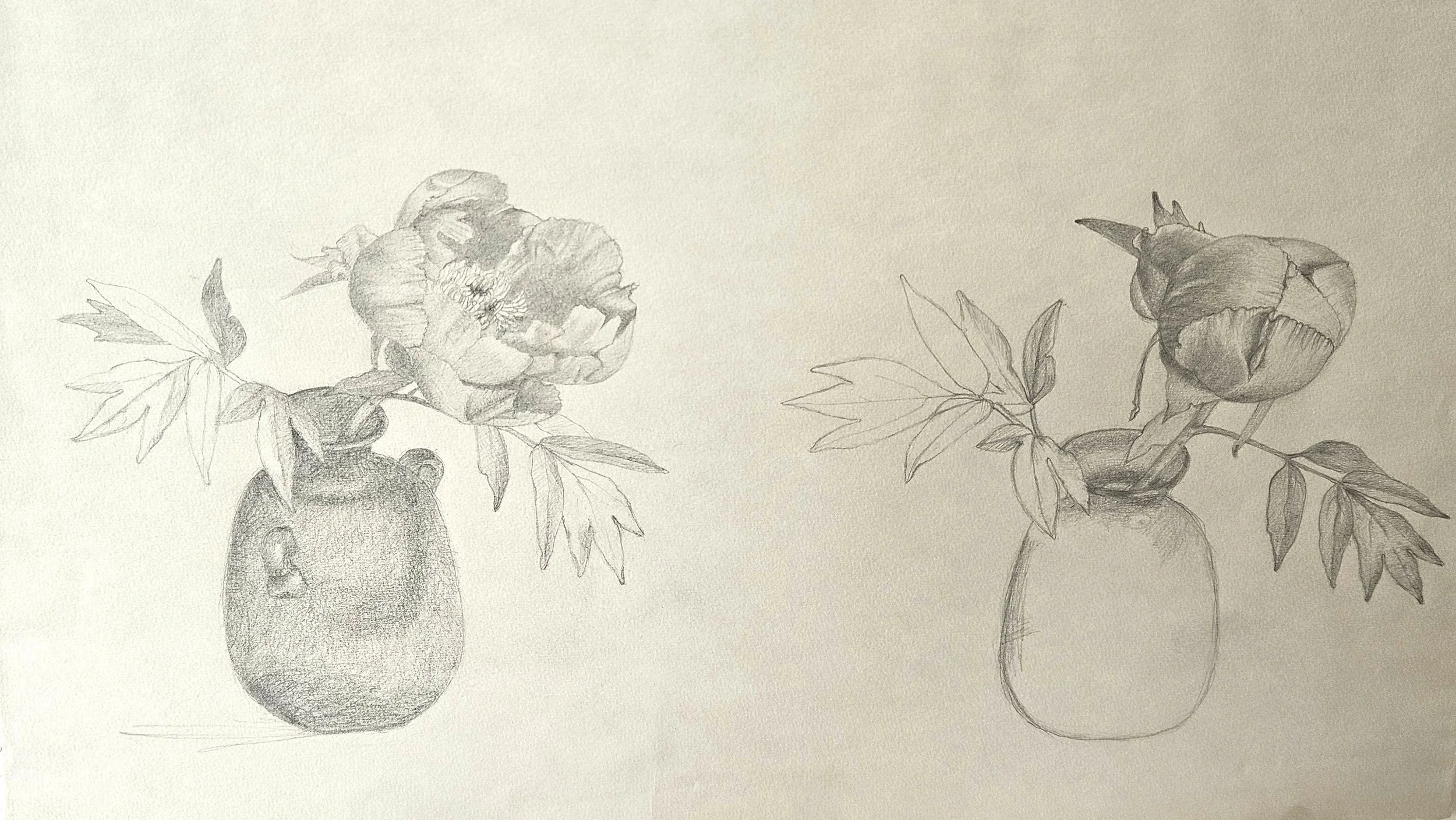 Peony, two views v2.jpg