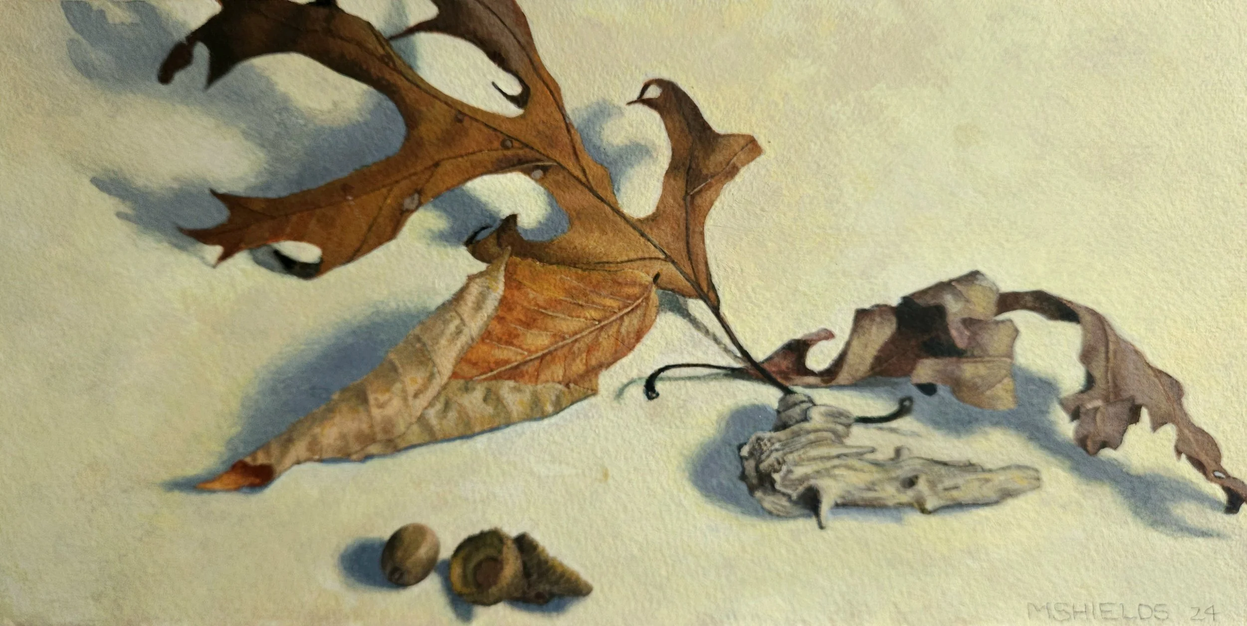 Acorns, bit of stick, watercolor, 8 x 13" 2024