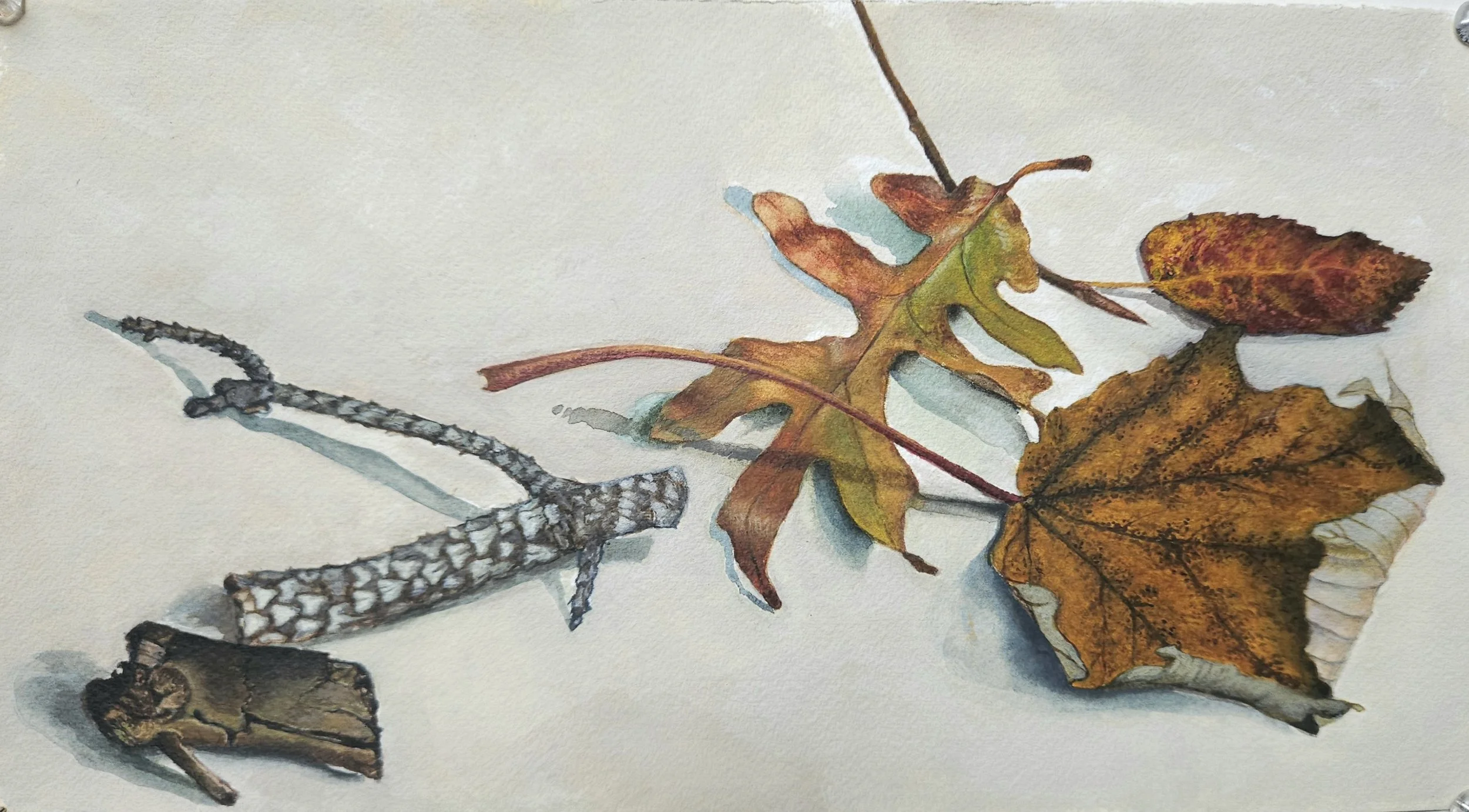 Sycamore leaf, pine twig, watercolor, 9 x 12", 2023