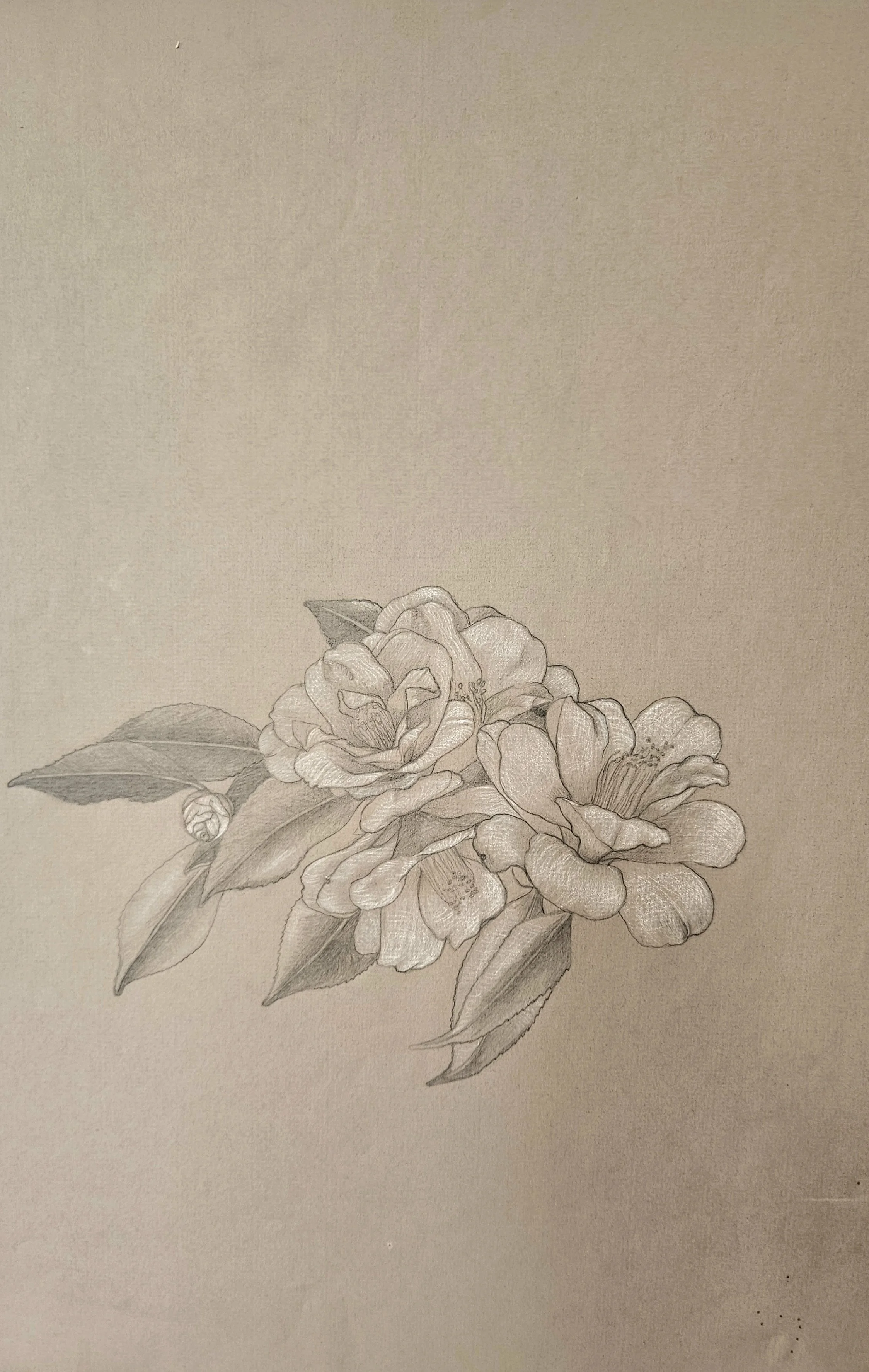 Camellias.jpg