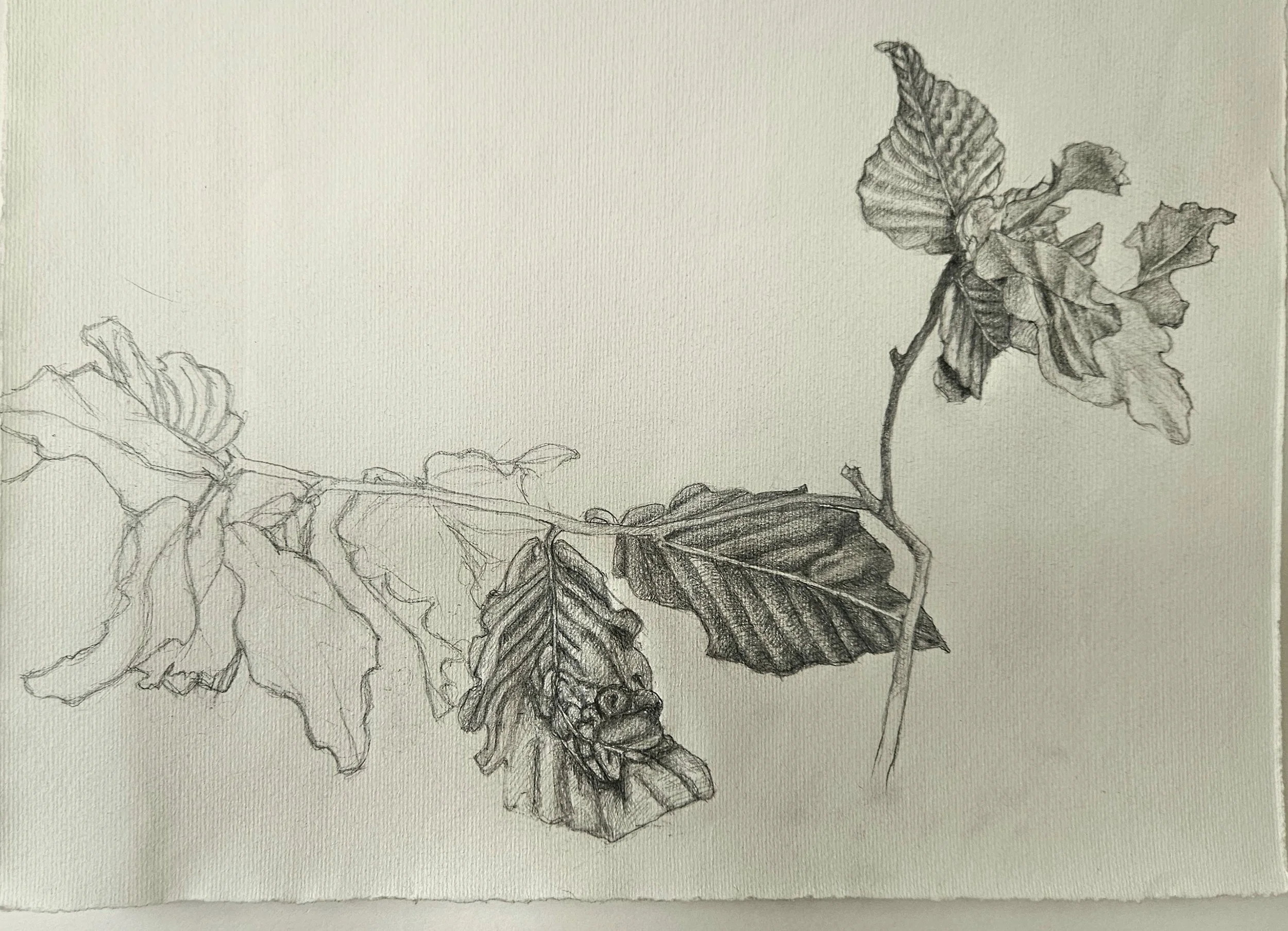 Beech leaf nematode symptoms.jpg