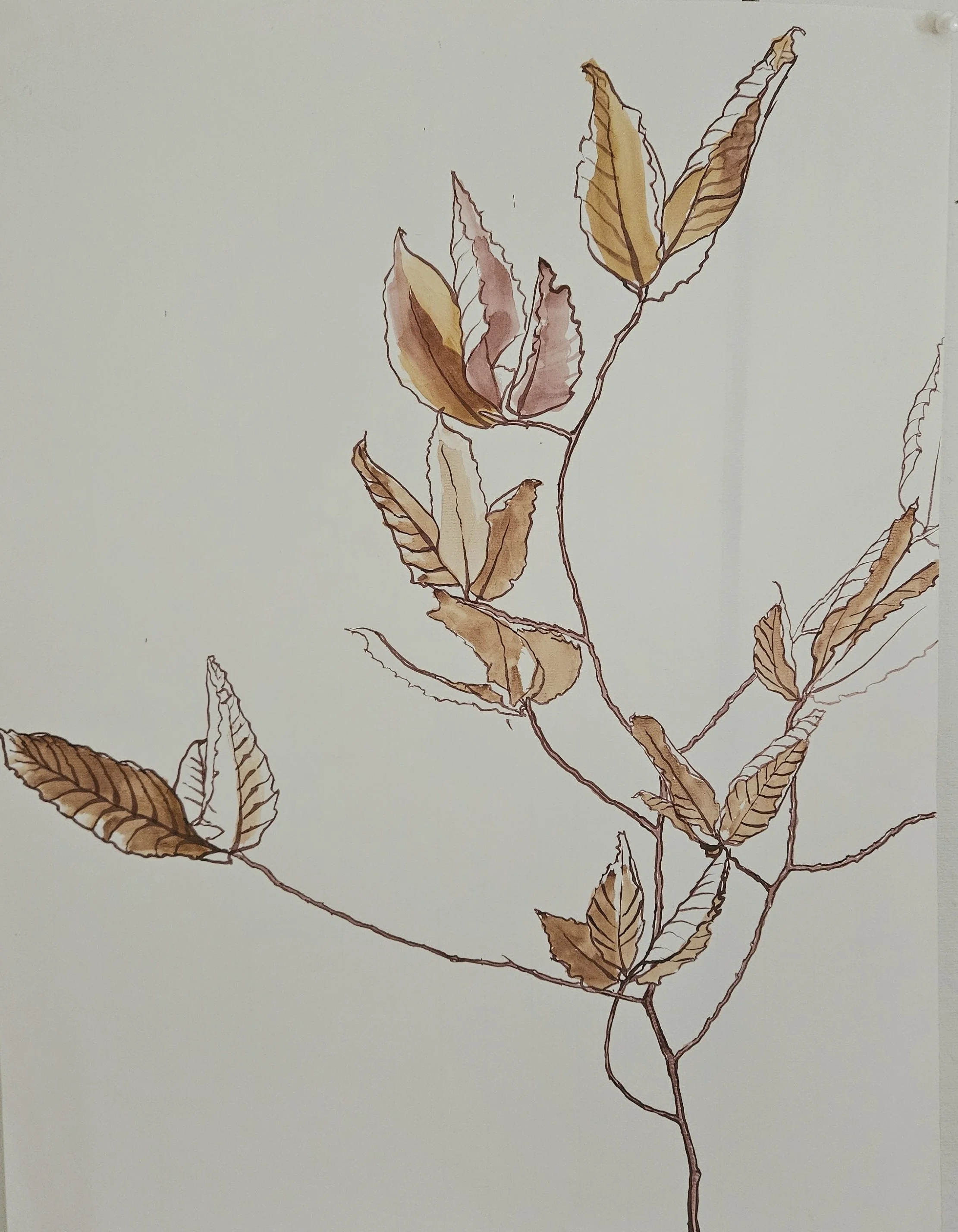 Beech branch, pen and ink.jpg