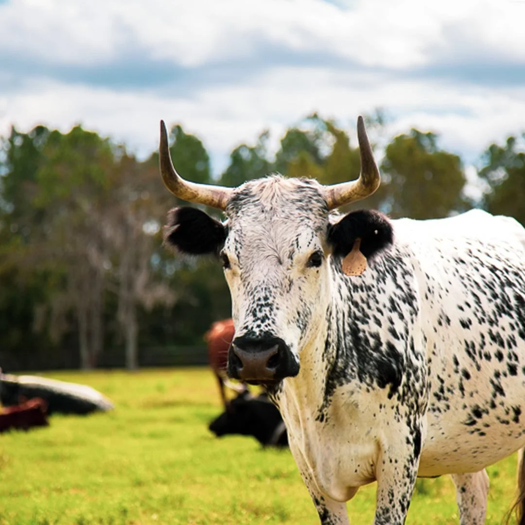 A black and white cow with horns stands in a green field, with other cows lying down in the background and trees and a cloudy sky behind.