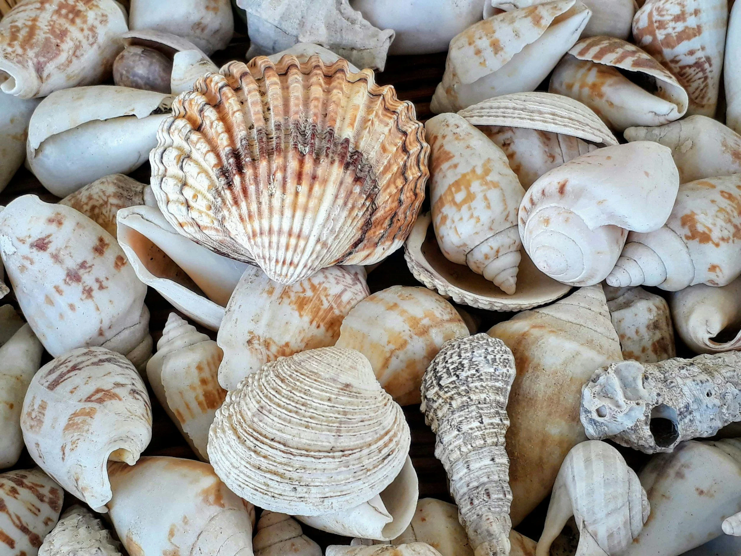 Collection of various seashells in different shapes and sizes, including conch and scallop shells, in natural colors.