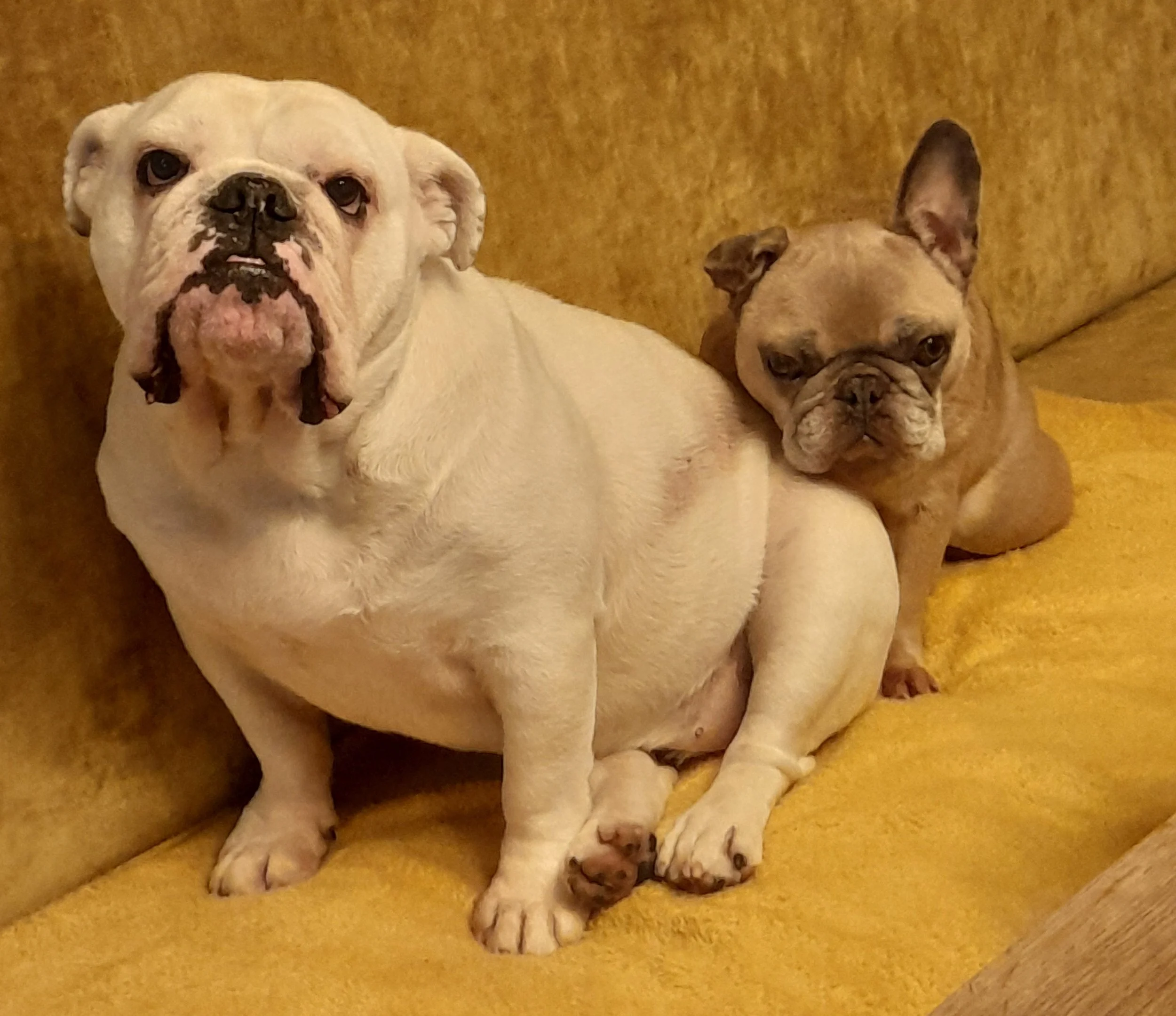 Two French bulldogs, one large white and one small tan, sitting on a yellow couch.