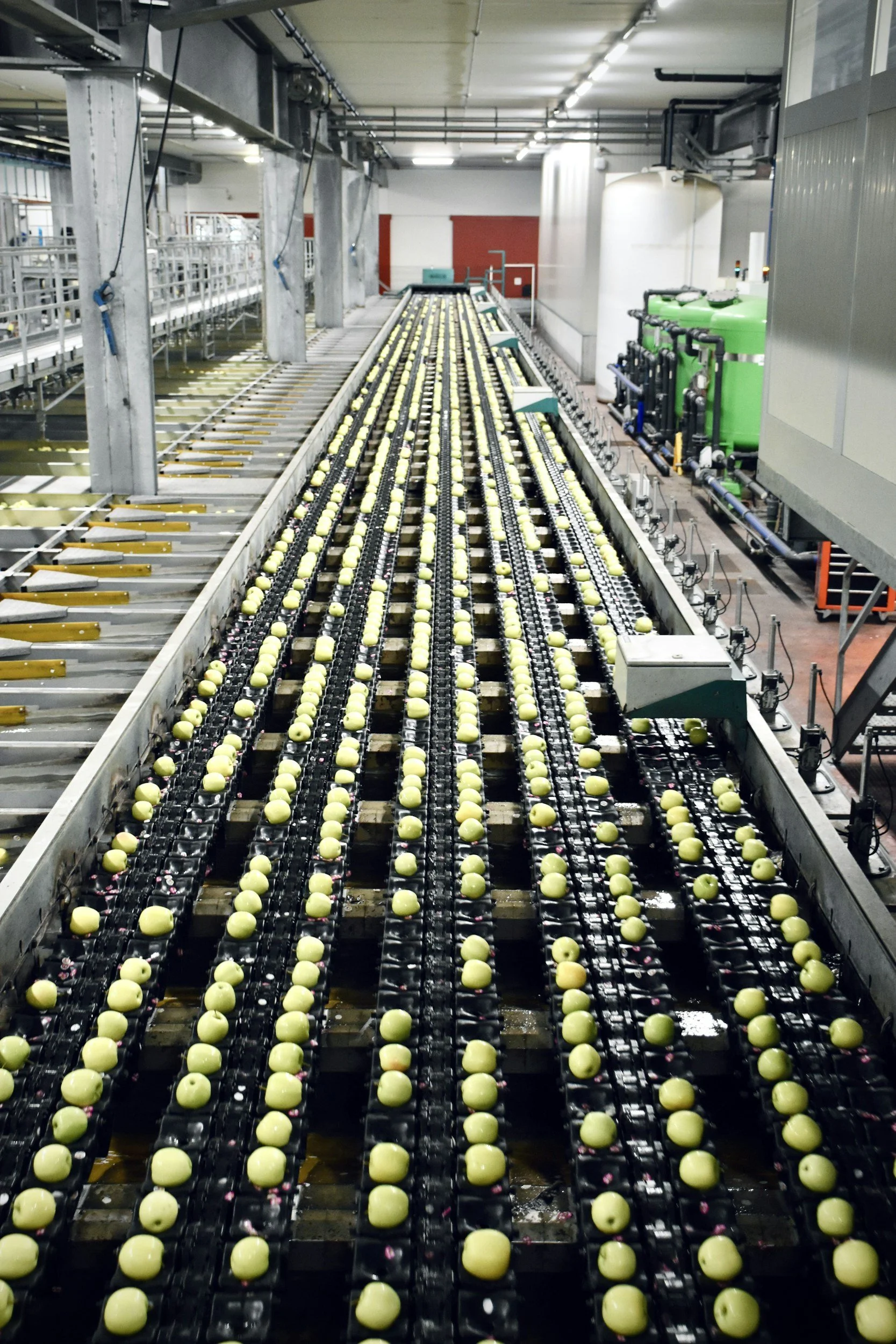 A manufacturing facility with conveyor belts transporting yellow spherical objects, possibly eggs or pills, in an industrial setting with machinery and pipes.
