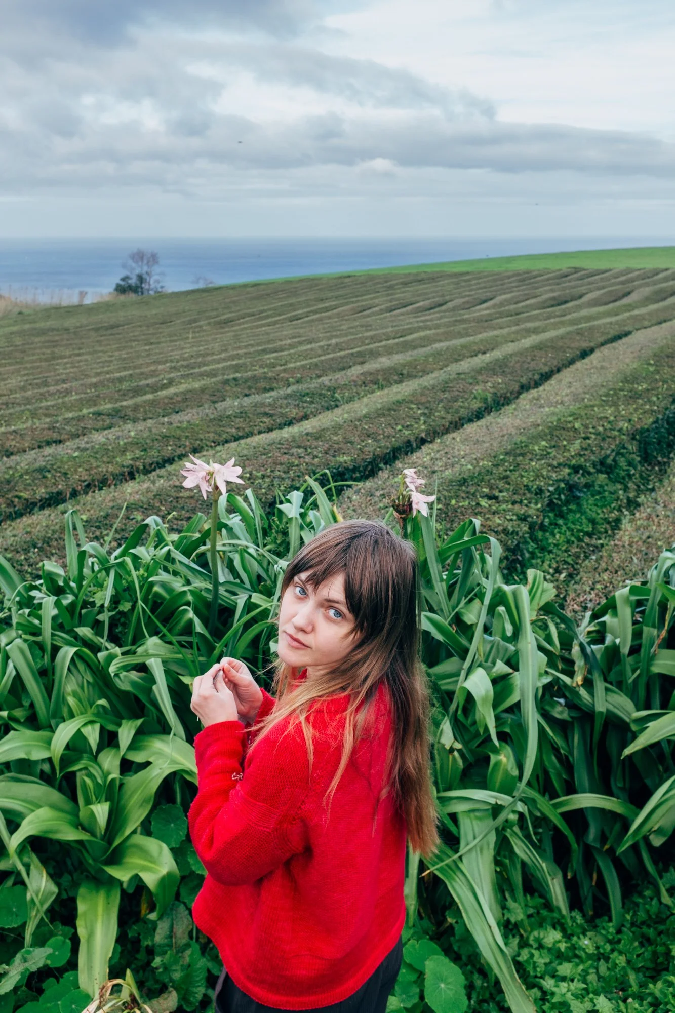 Gorreana Tea Plantation. Europe’s only tea plantation, established in 1883.