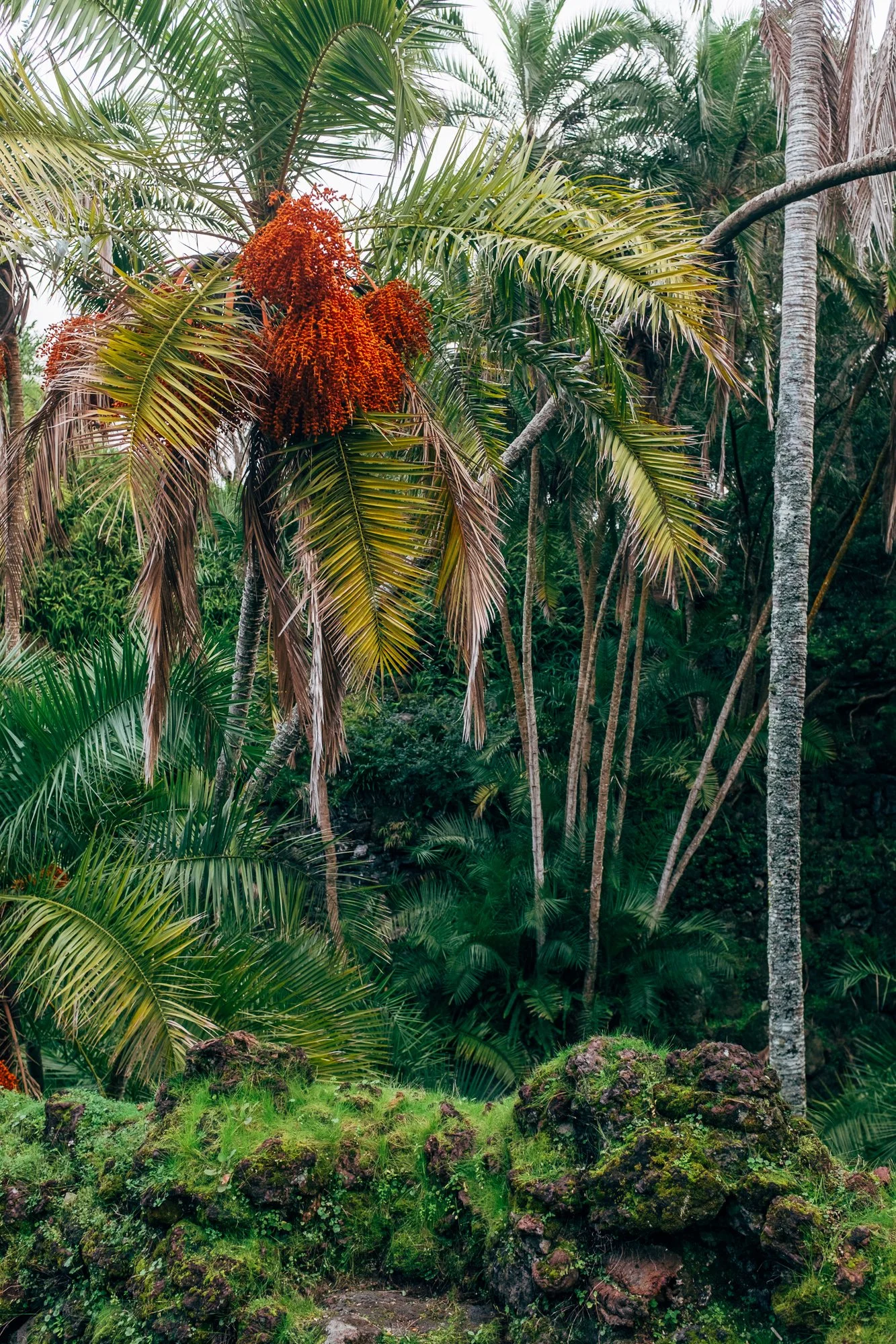 Jardim Botânico António Borges. 19th‑century romantic garden, blending native and exotic plants with ponds, caves, and bridges.
