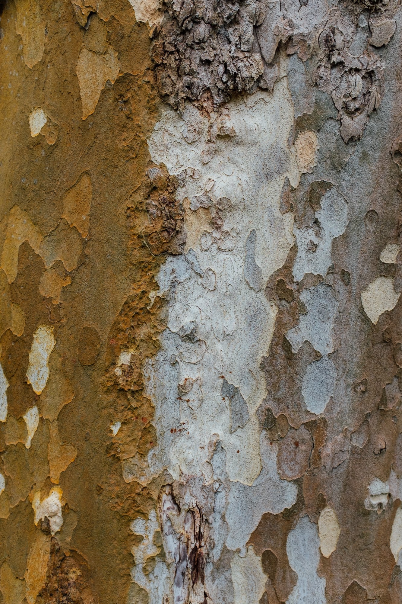 Jardim Botânico António Borges