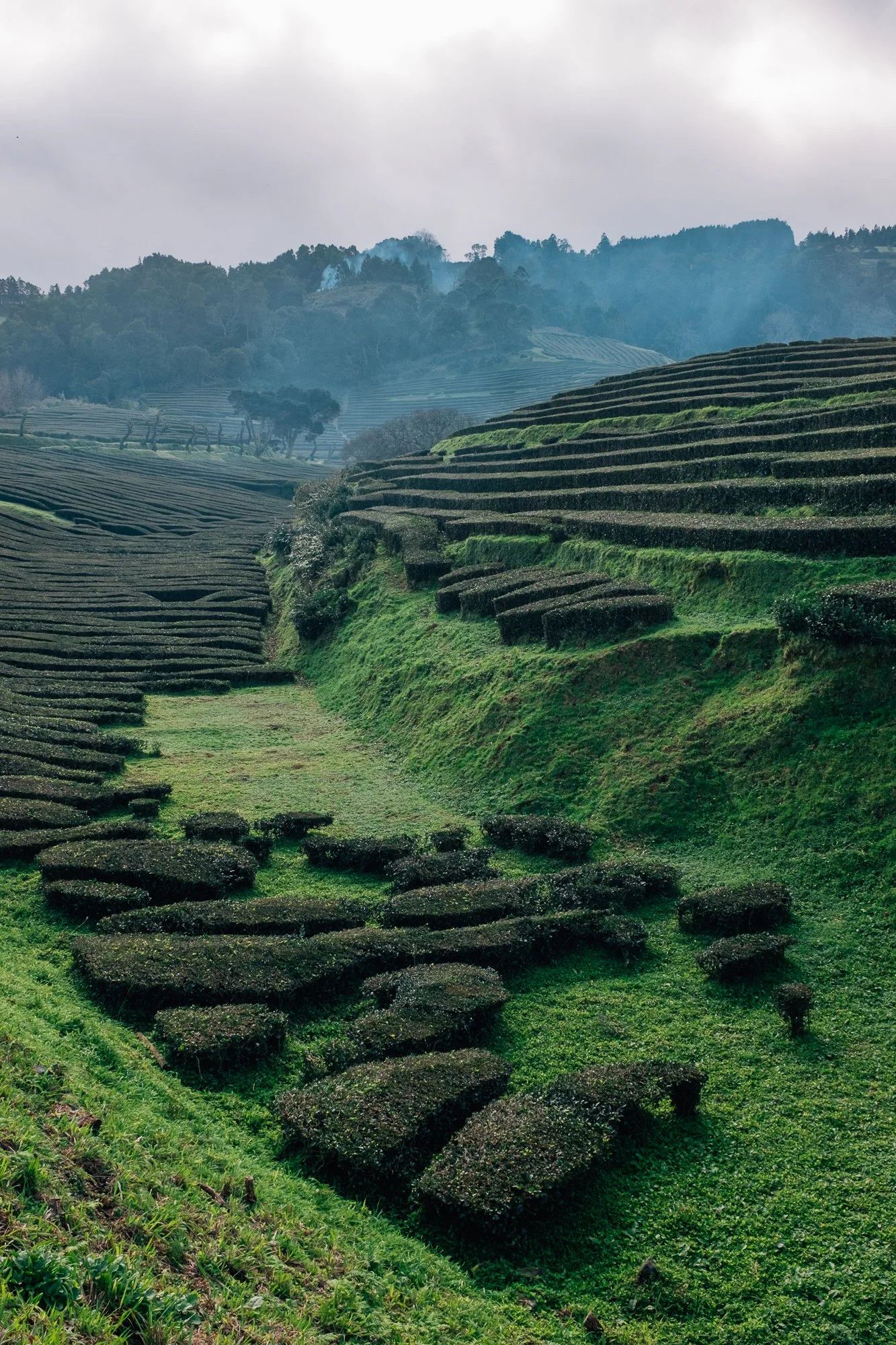 Gorreana Tea Plantation. Europe’s only tea plantation, established in 1883.