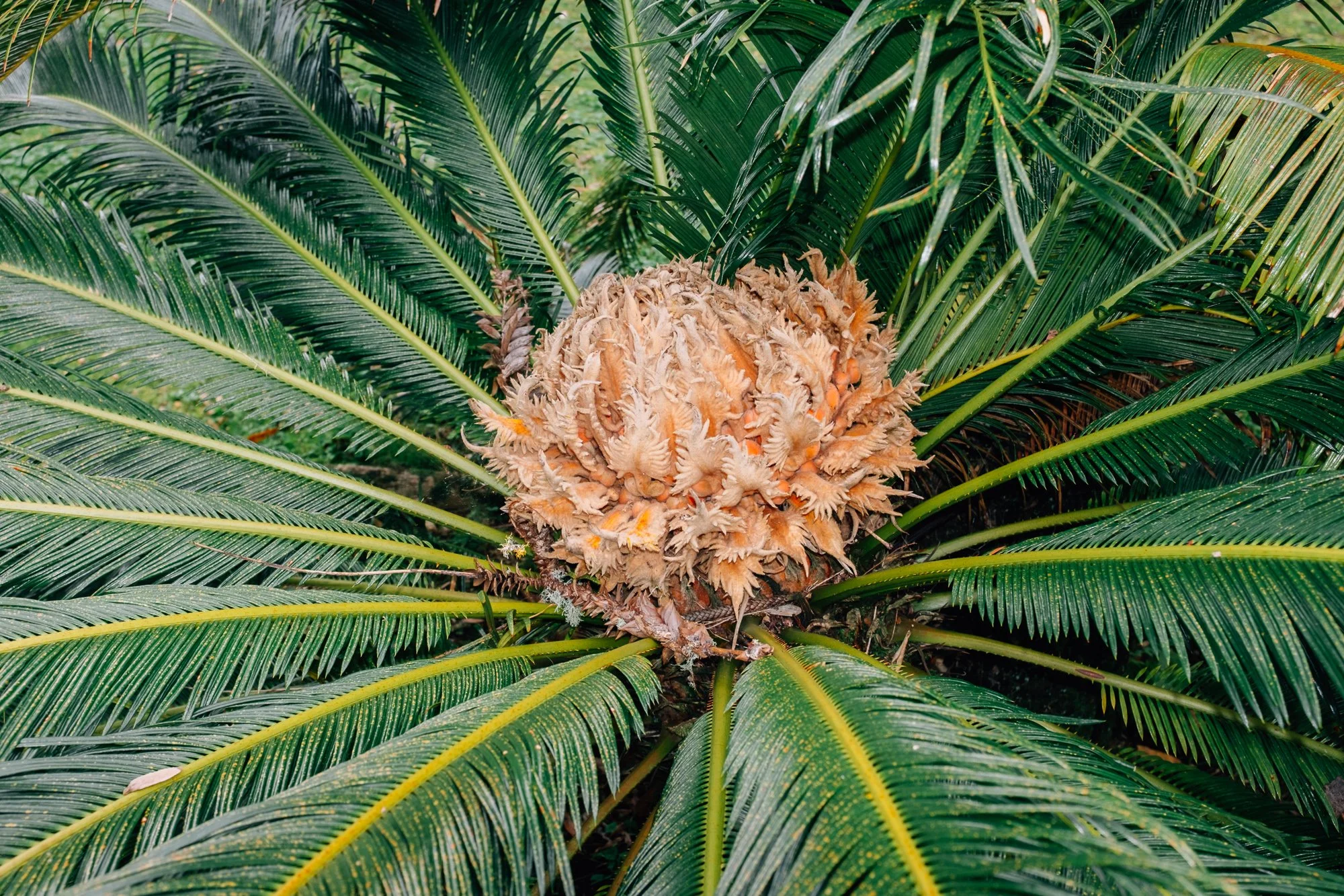 Terra Nostra Botanical Garden, Furnas. Historic 18th‑century estate turned hotel, featuring exotic and native plants alongside geothermal hot springs.